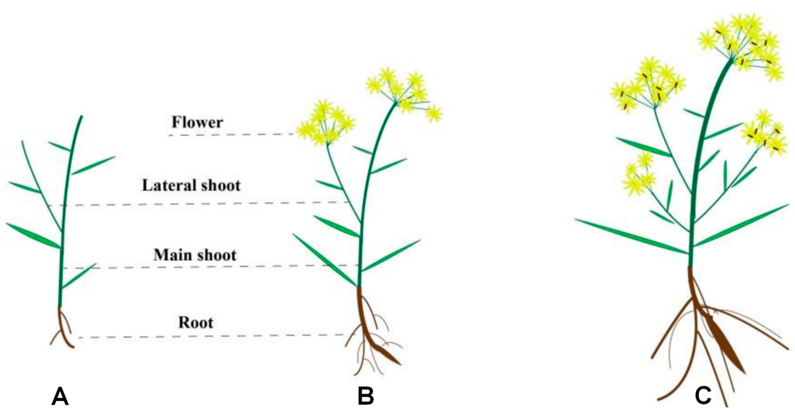 Biology 14 00864 g001