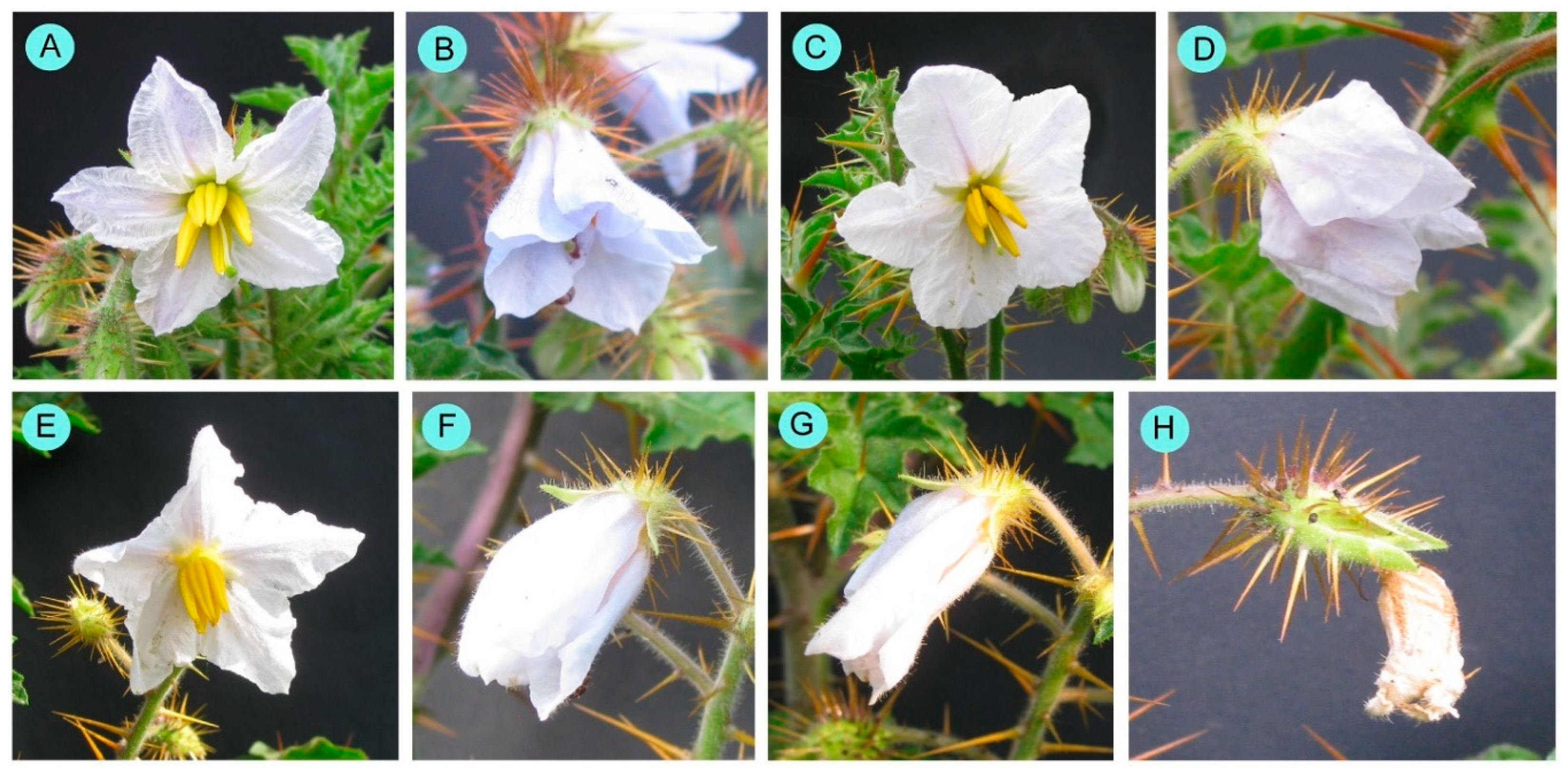 Biology 14 00865 g001