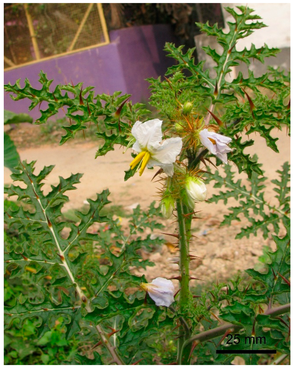 Biology 14 00865 g002