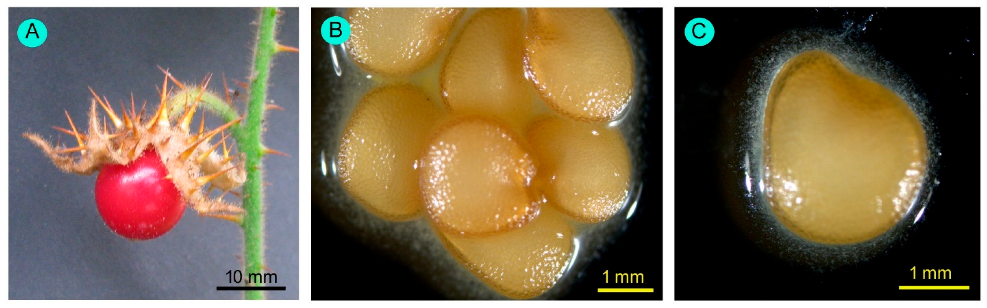 Biology 14 00865 g006