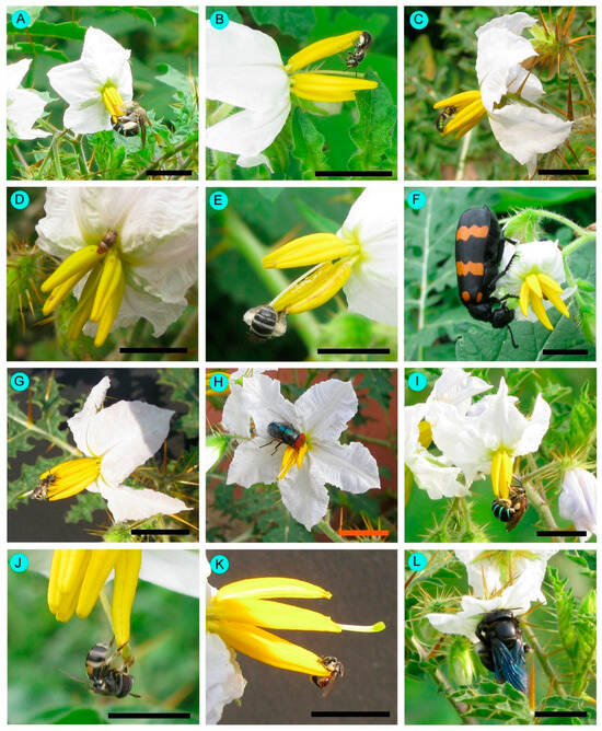 Seasonal Variation in Flower Traits, Visitor Traits, and
