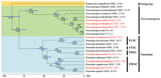 Phylogenomic, Morphological, and Phylogenetic Evidence