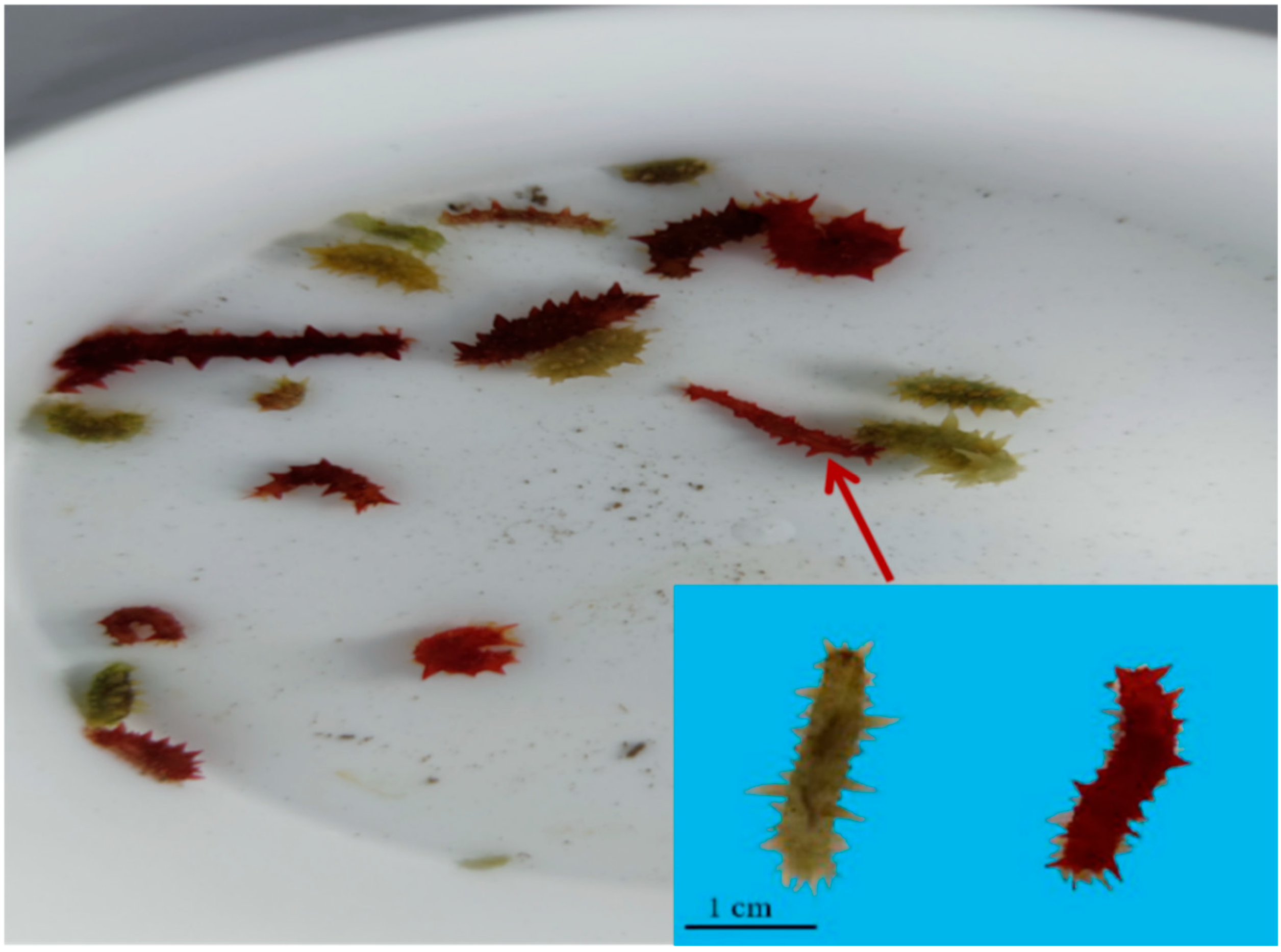 Biology 14 00873 g001