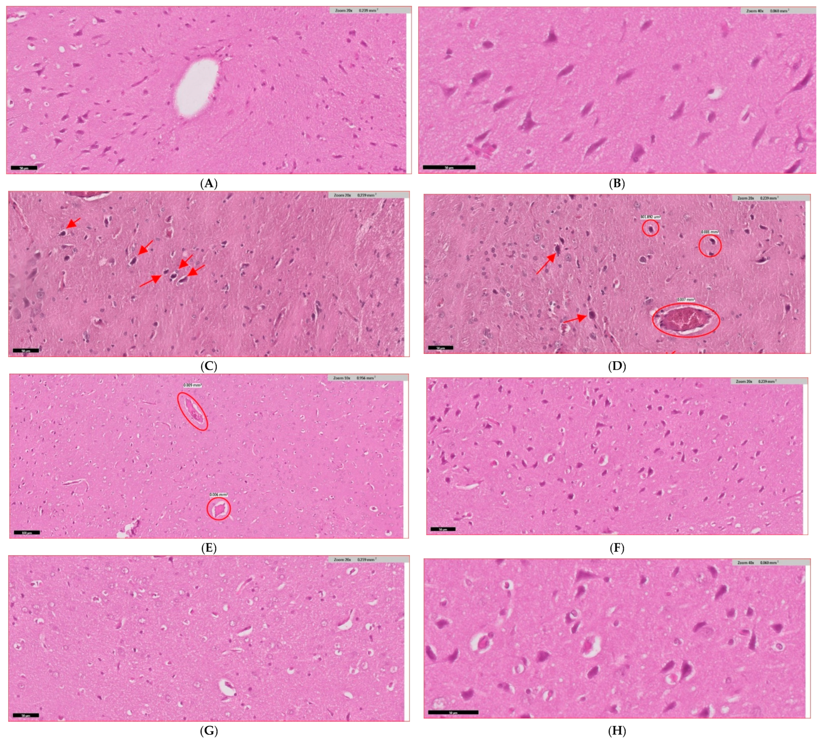 Biology 14 00885 g008a