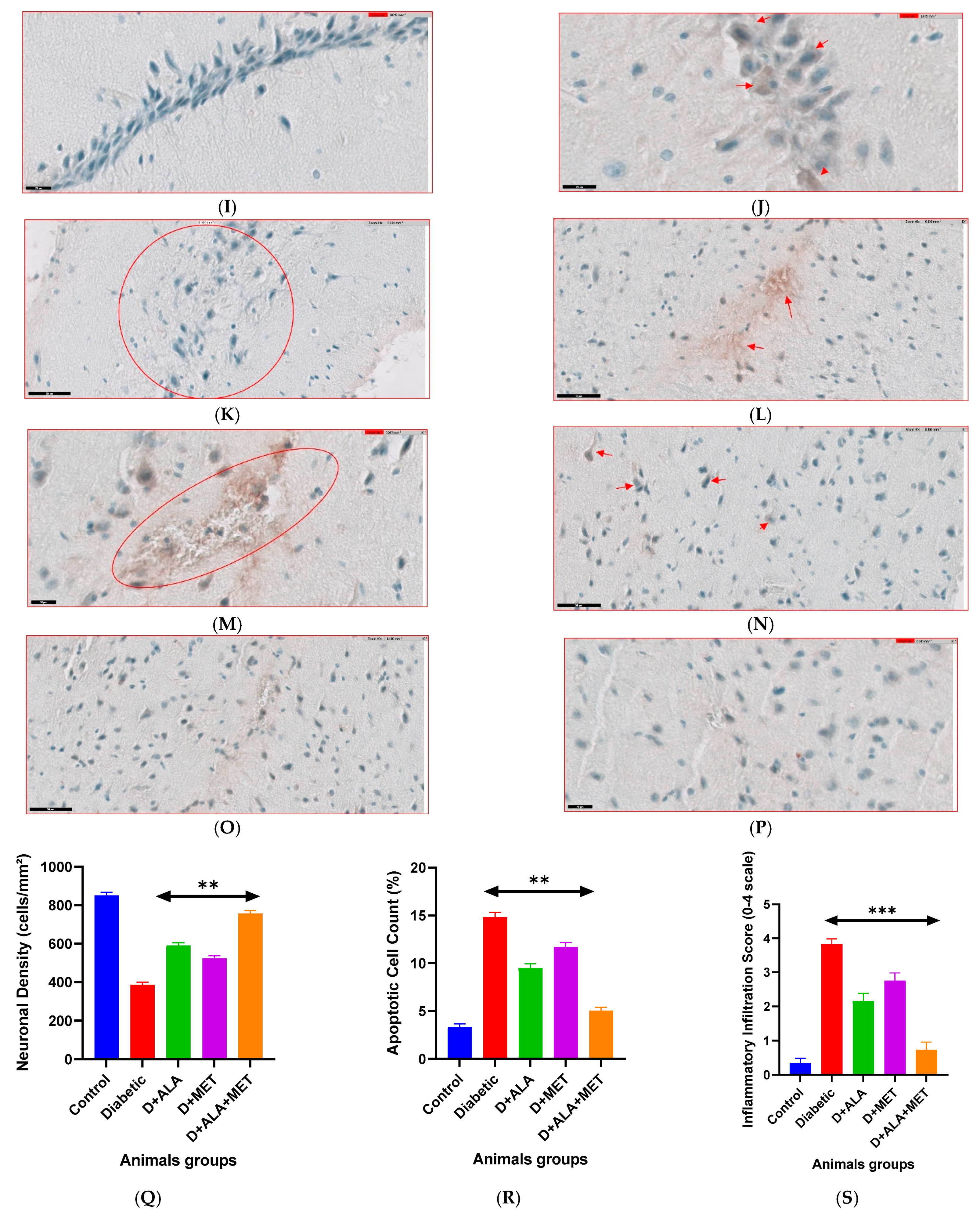 Biology 14 00885 g008b