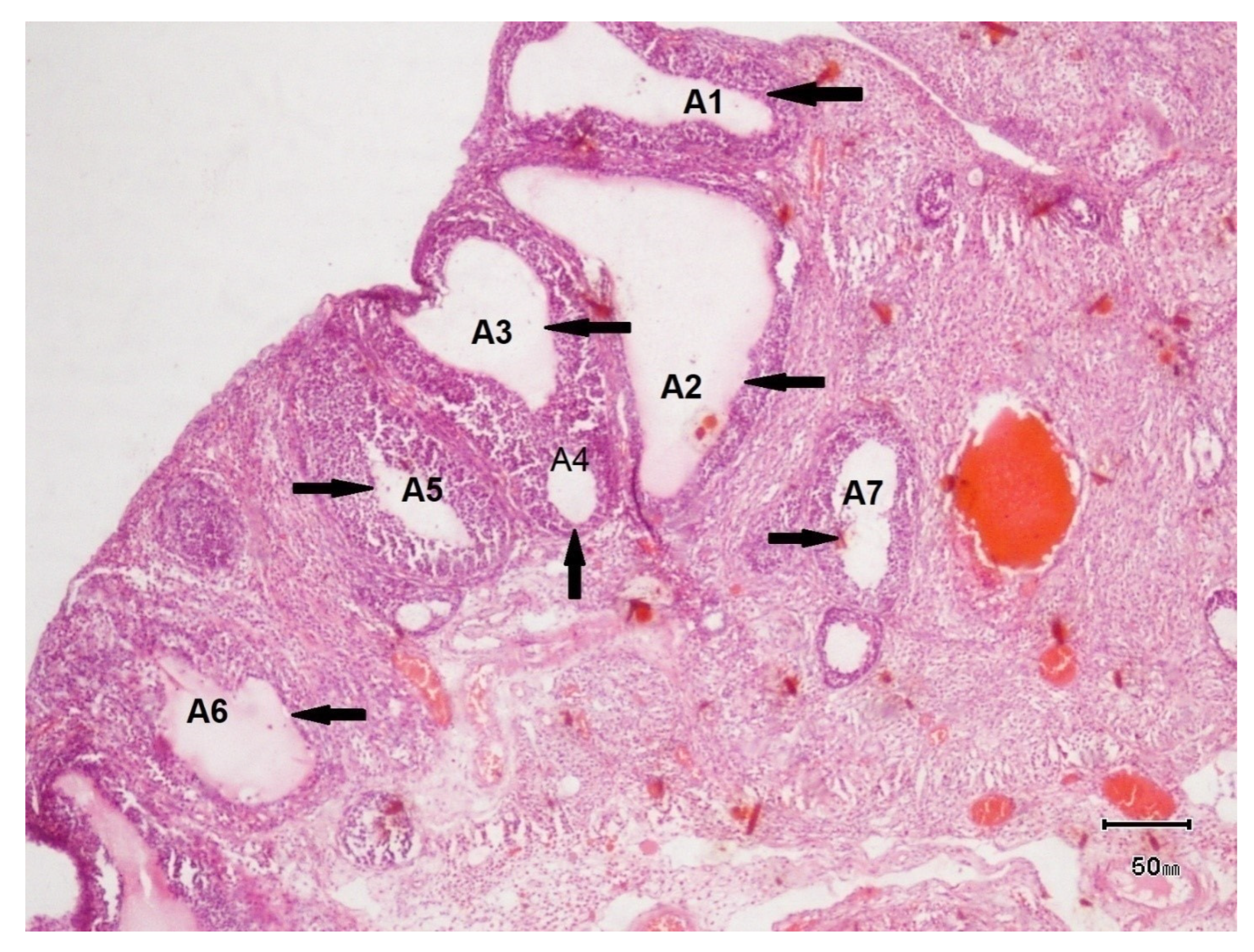 Biology 14 00903 g005
