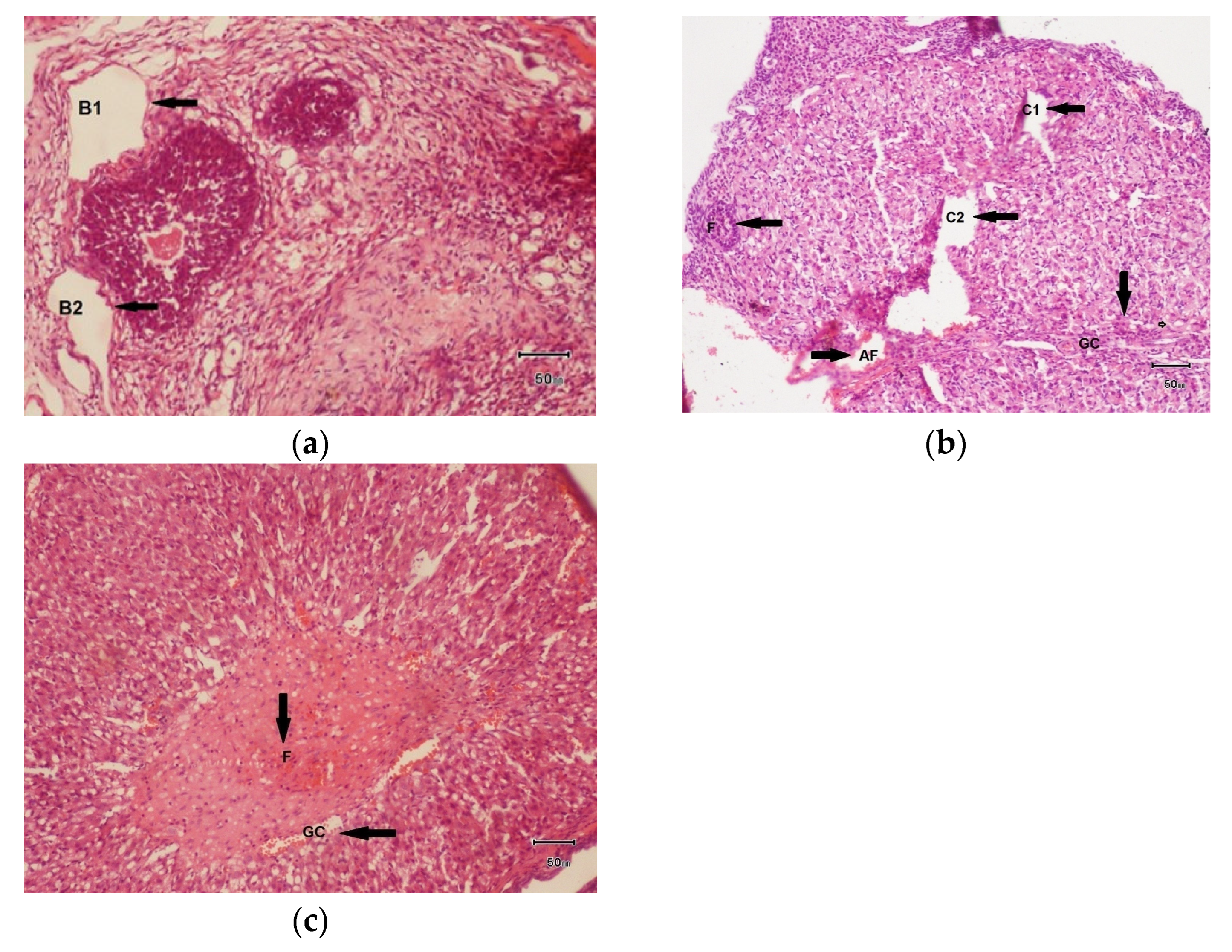 Biology 14 00903 g006