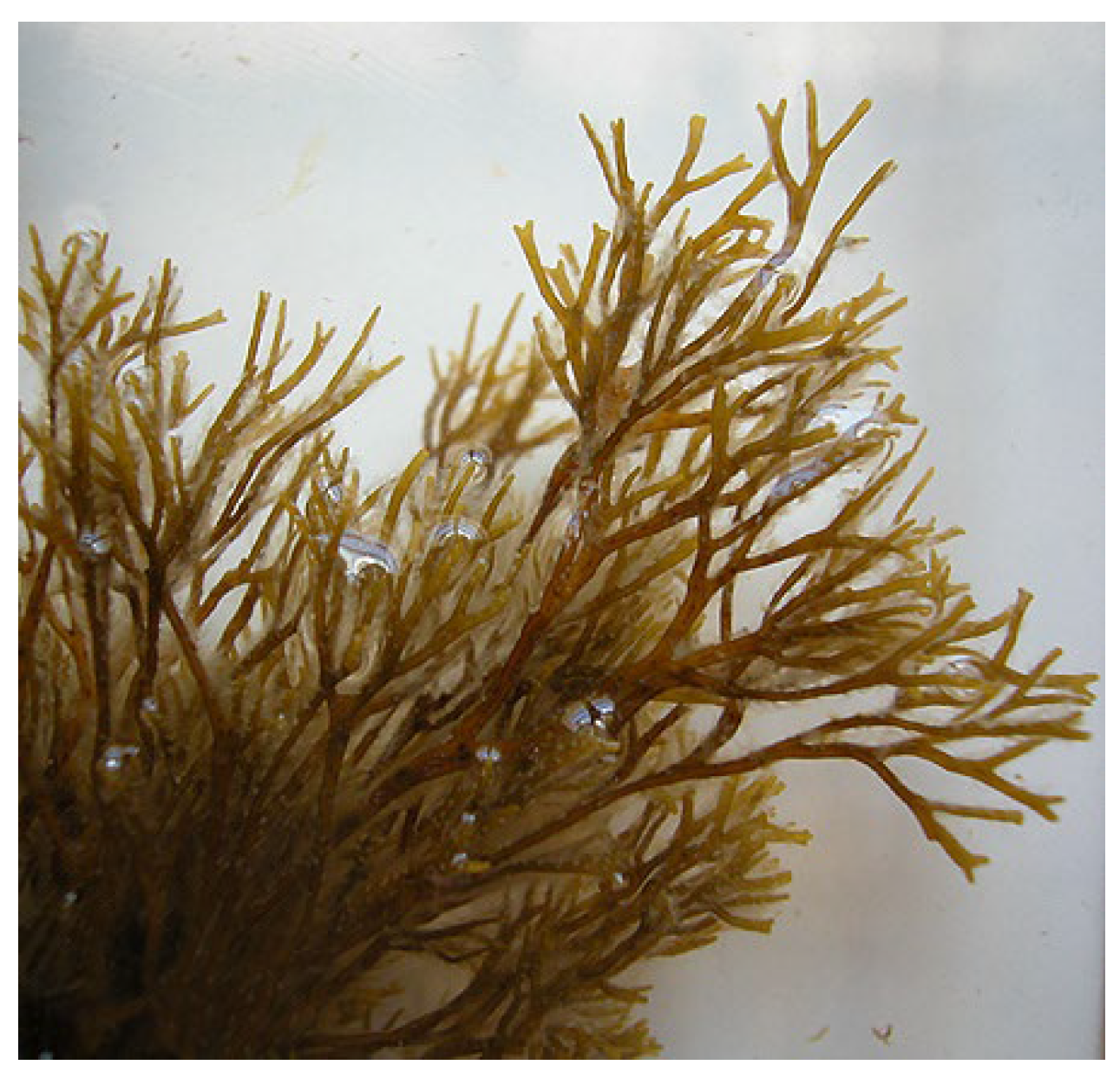 Biology 14 00904 g001