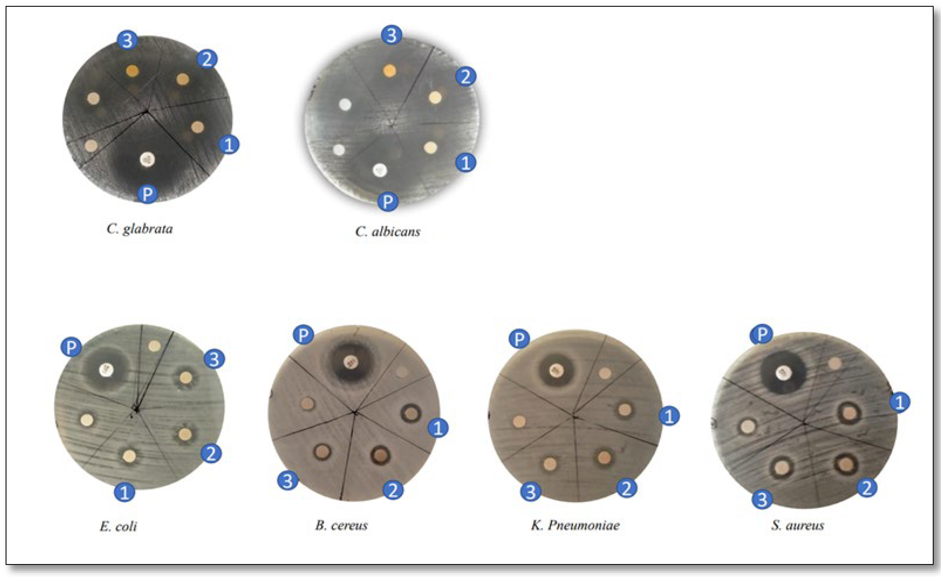 Biology 14 00904 g012