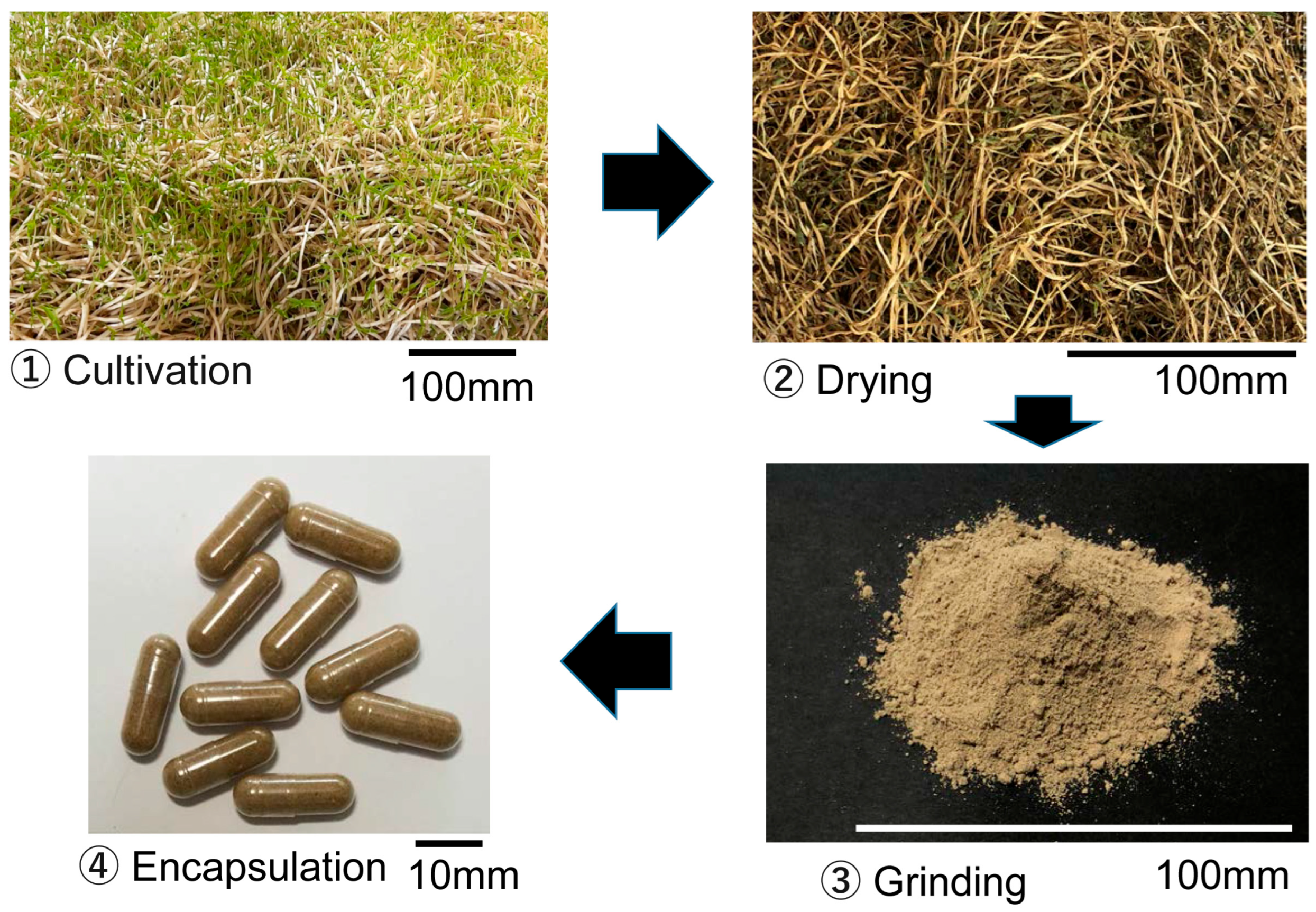 Biology 14 00907 g001