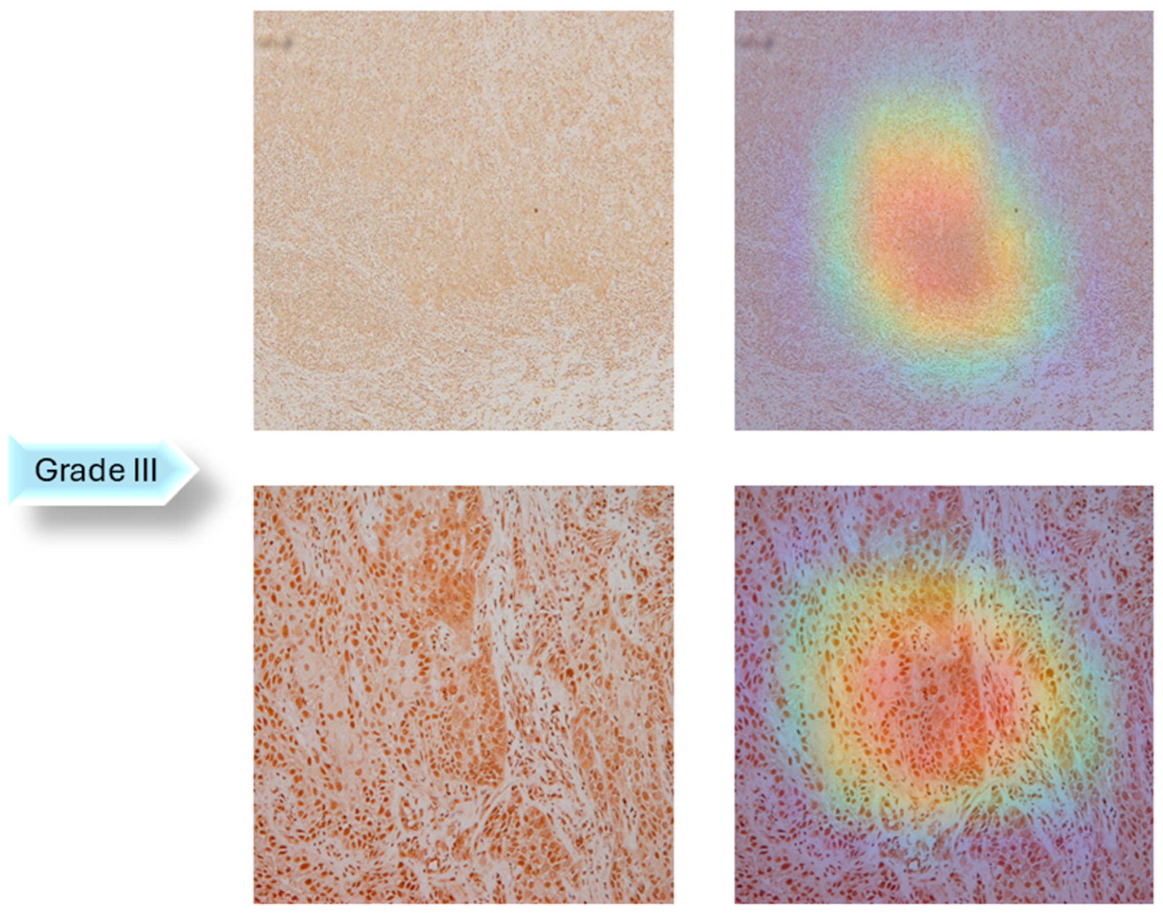 Biology 14 00909 g007