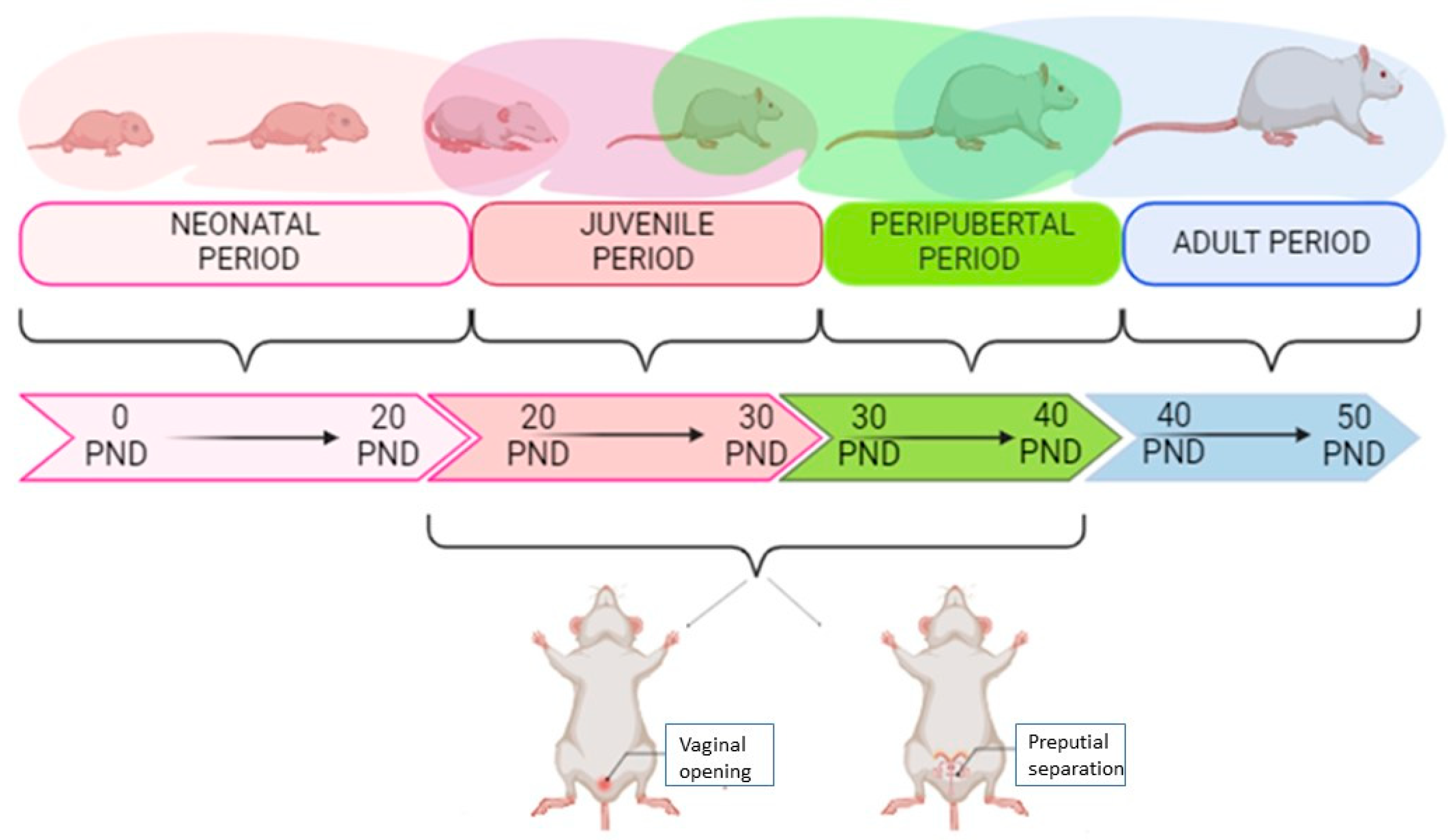 37×50 Blue Light Effect on Metabolic Changes in Induced Precocious