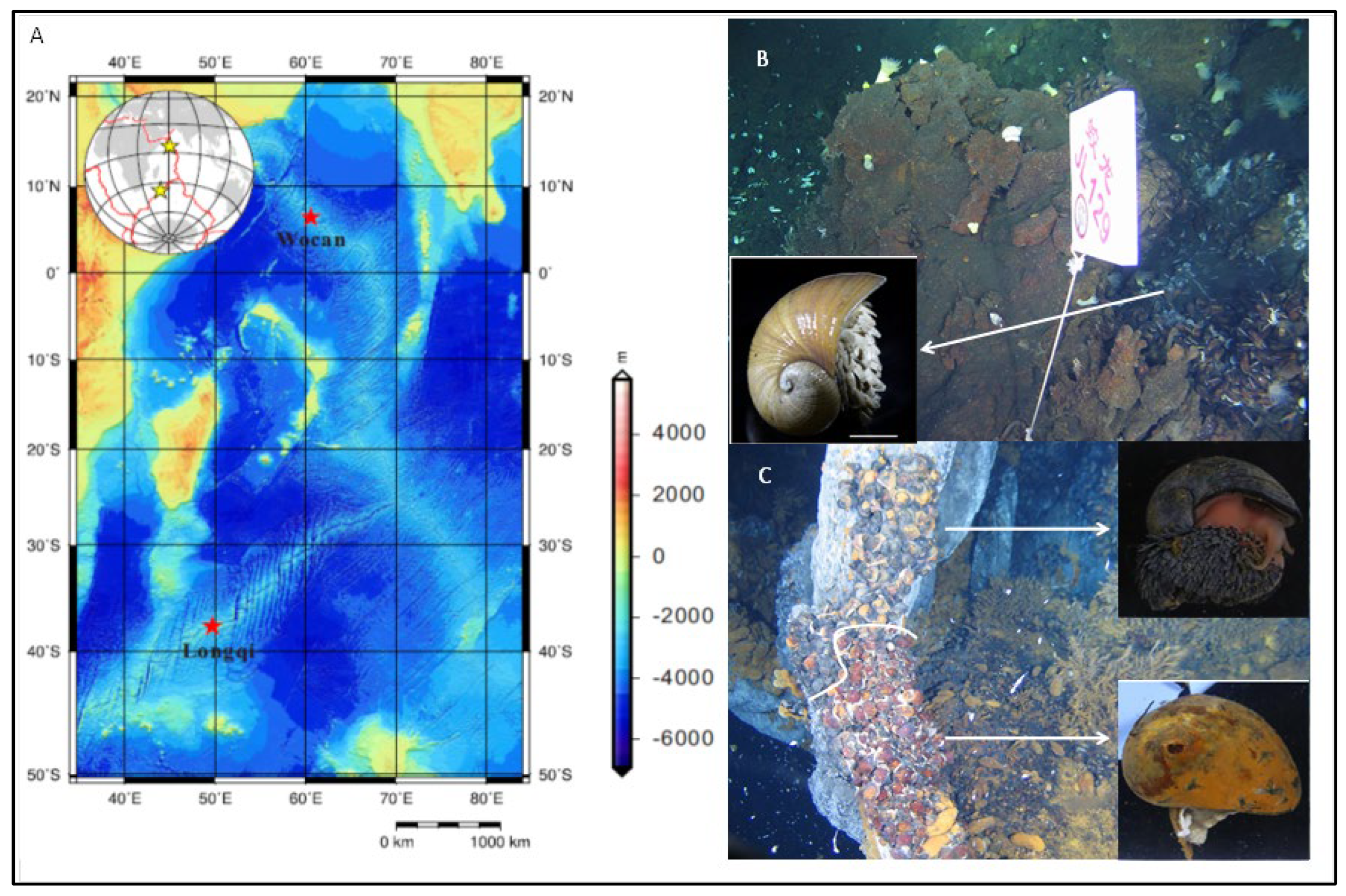 Biology 14 00954 g001