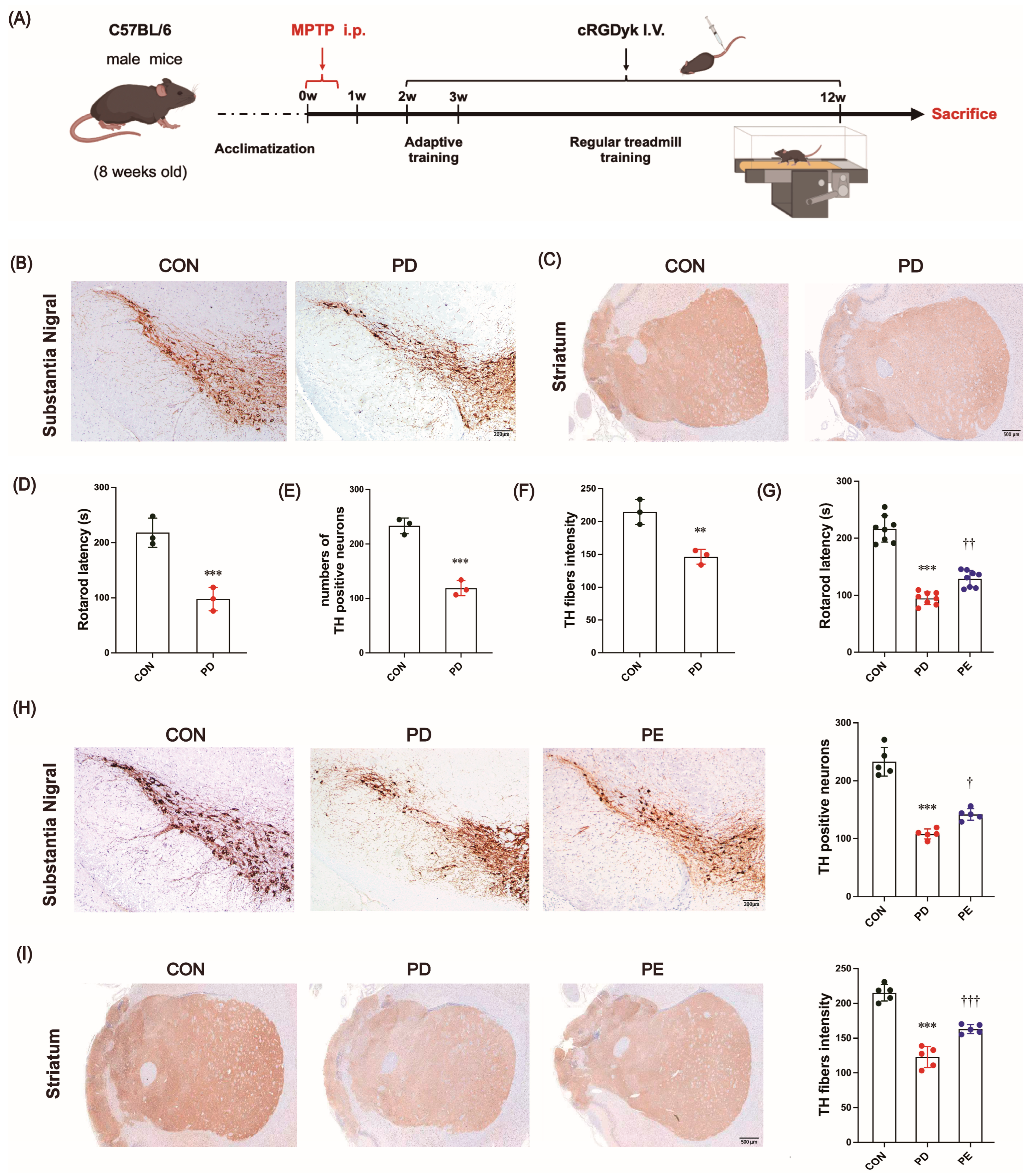 Biology 14 00955 g001