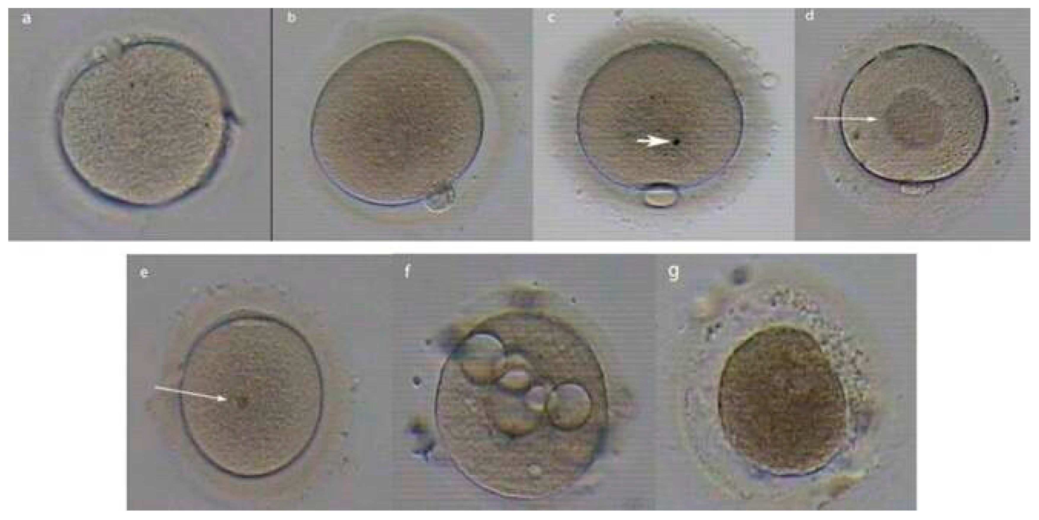 Biology 14 00957 g004