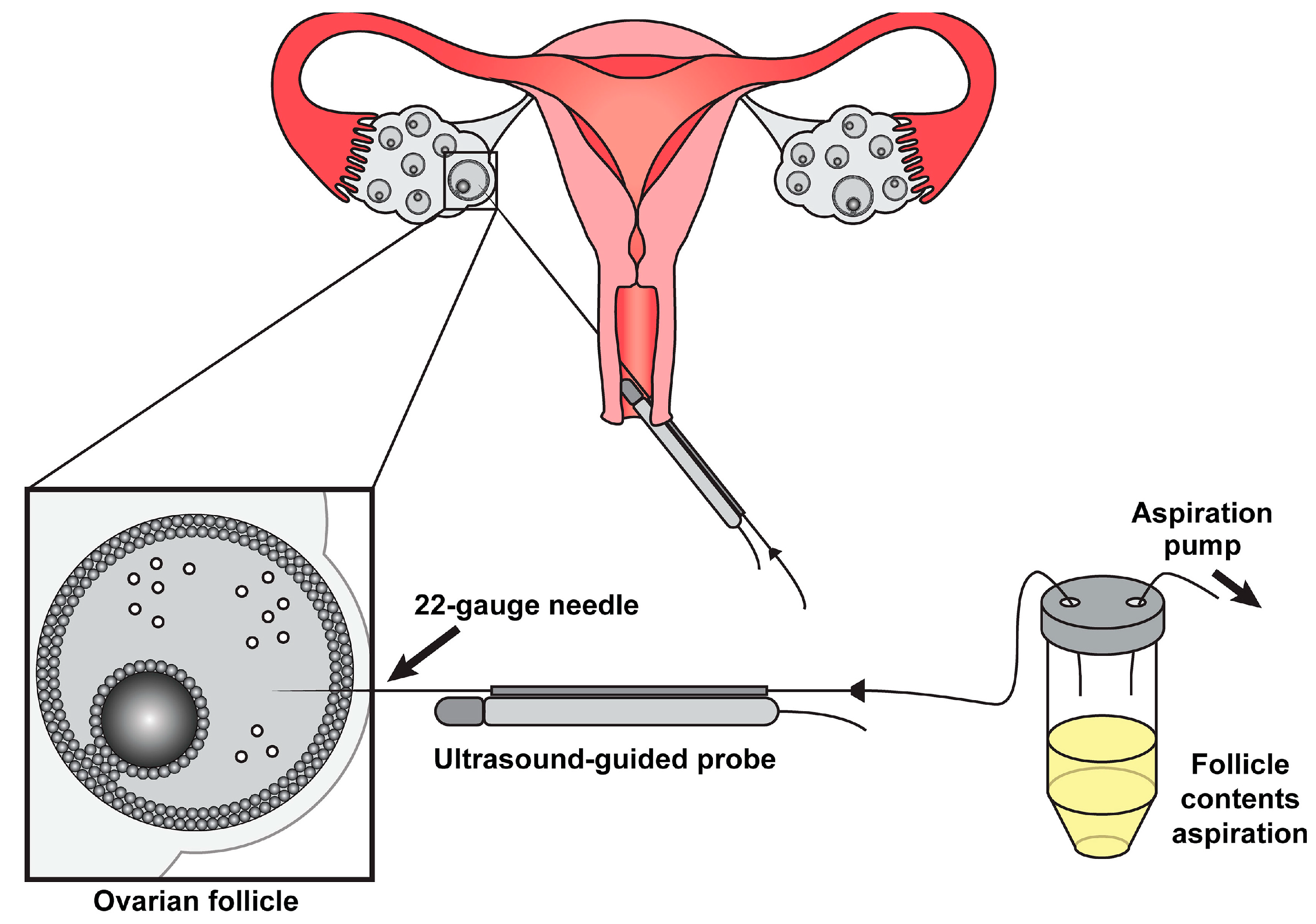 Biology 14 00957 g005