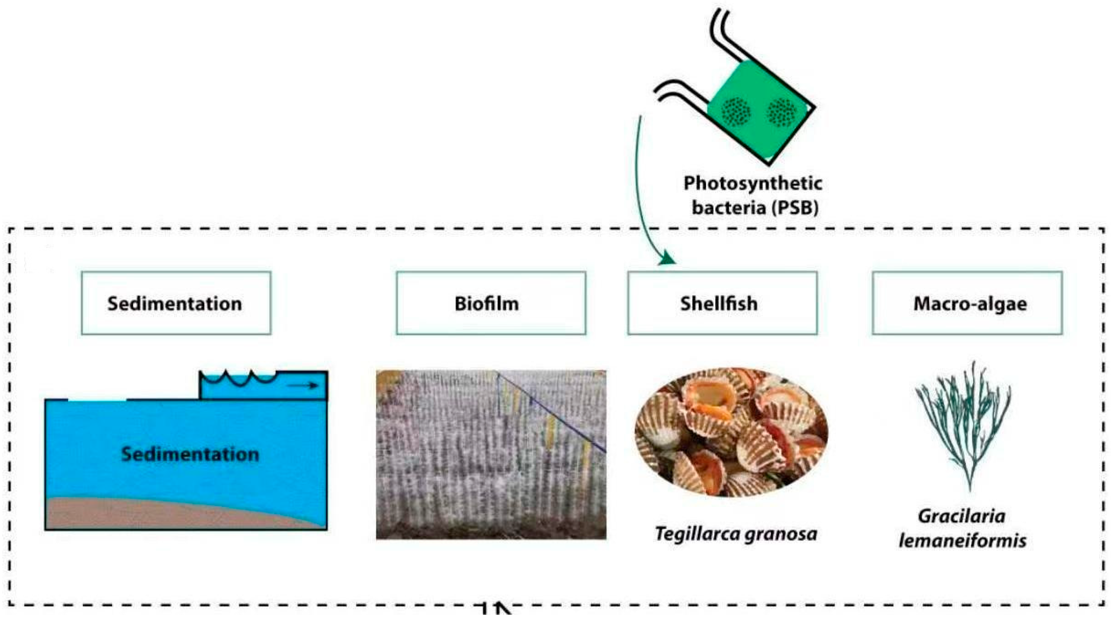 Biology 14 00959 g001