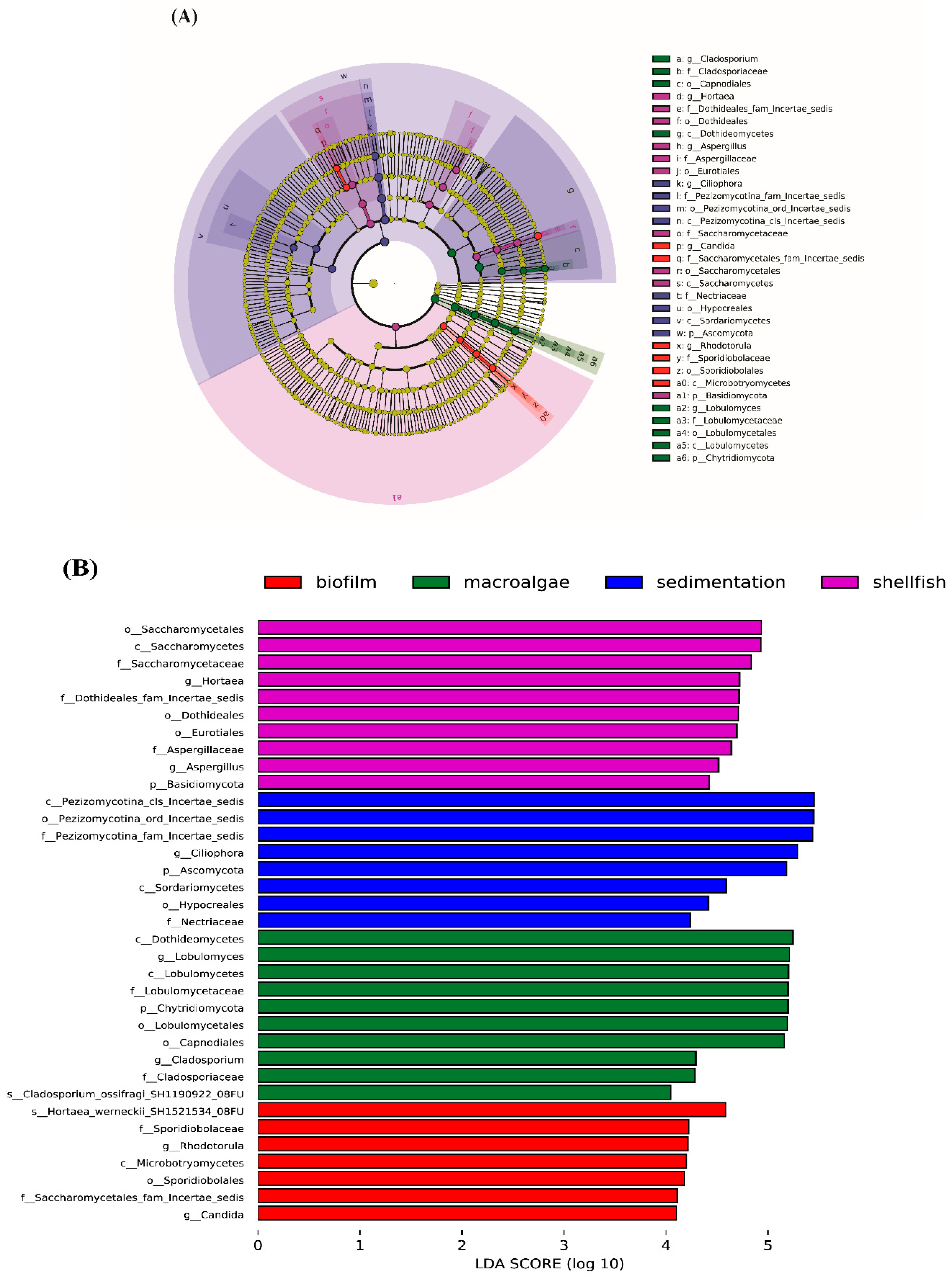Biology 14 00959 g007