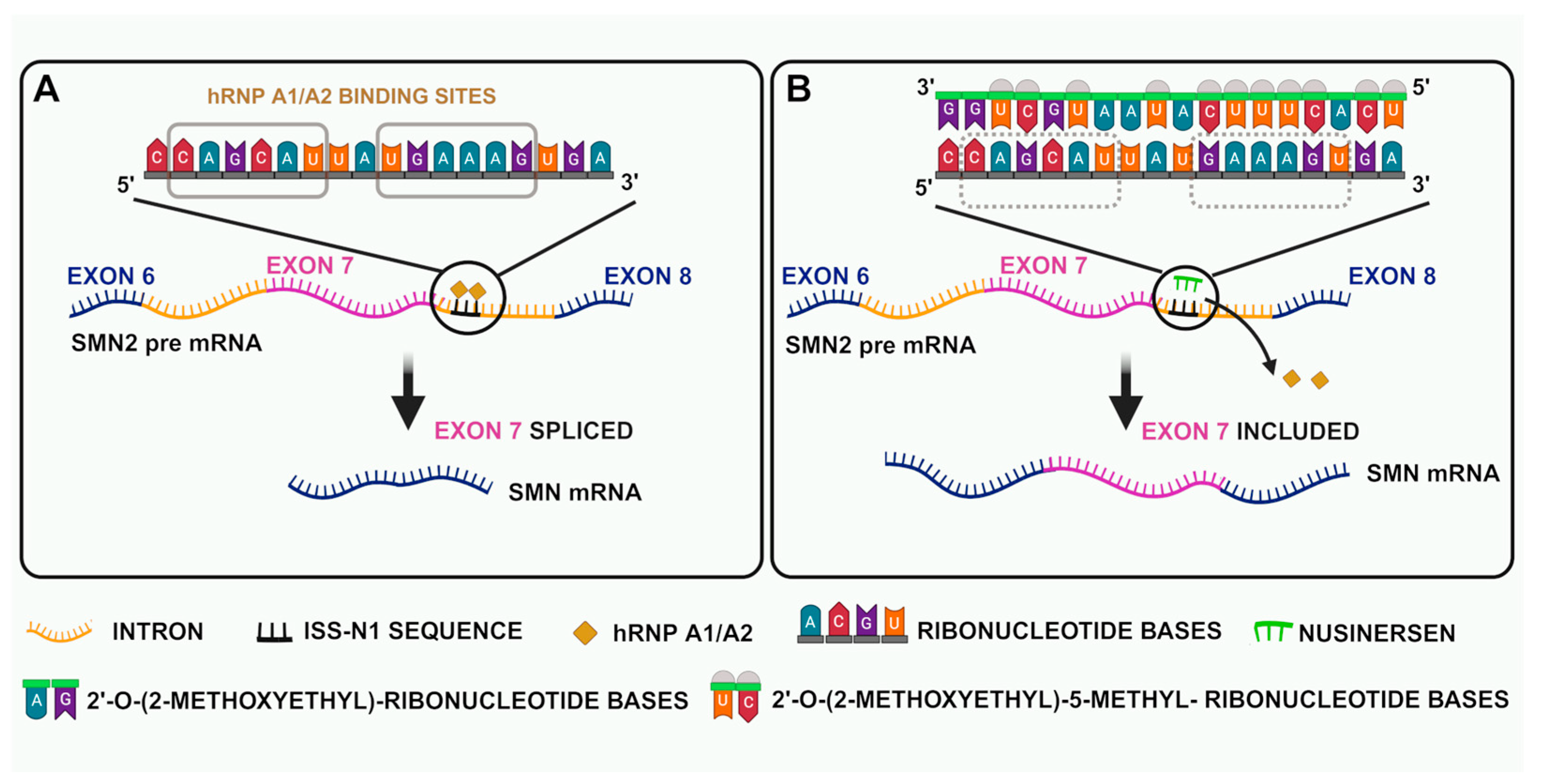 Biology 14 00977 g002 Biology 14 00977 g002