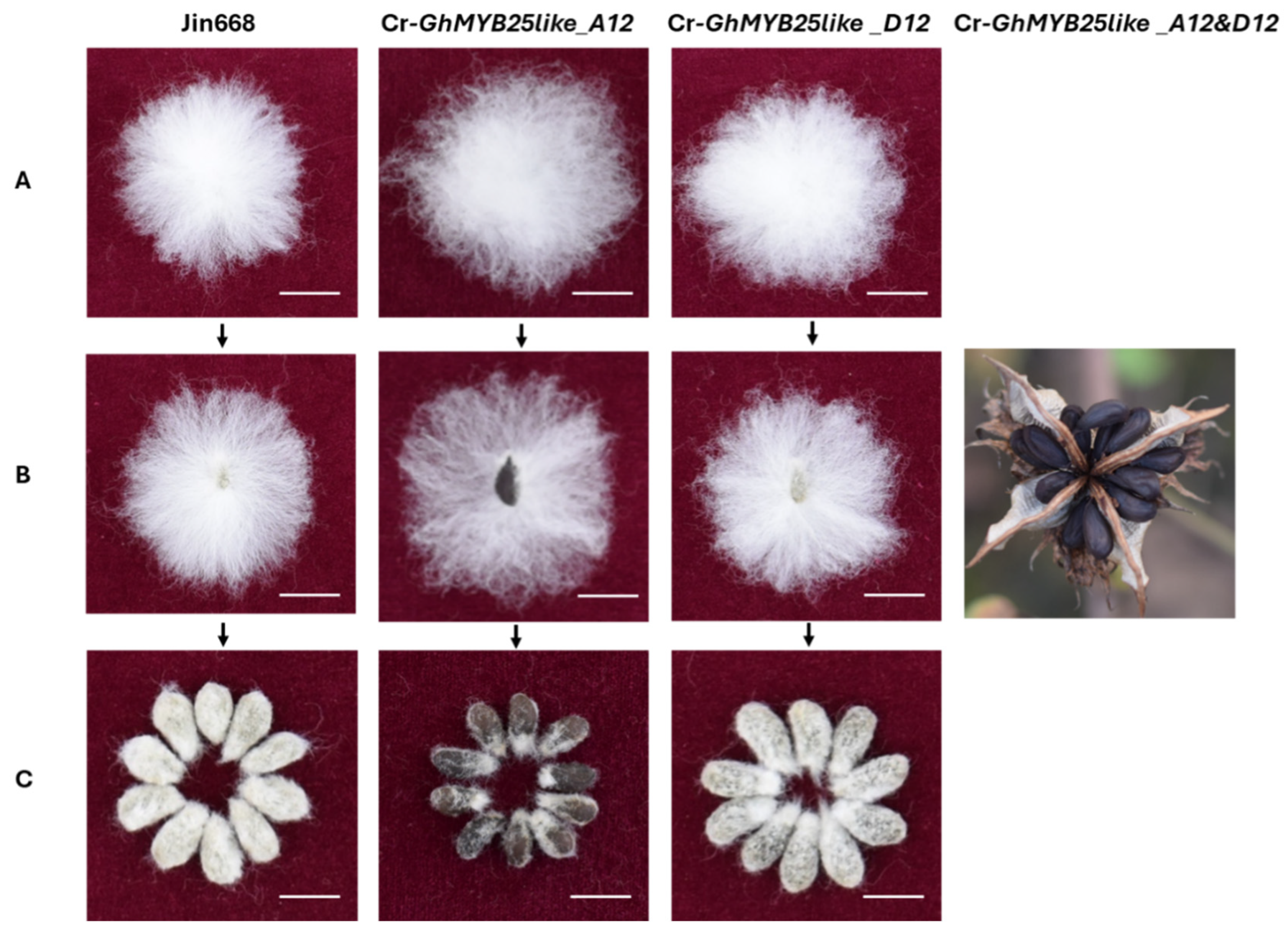 Biology 14 00983 g004 Biology 14 00983 g004