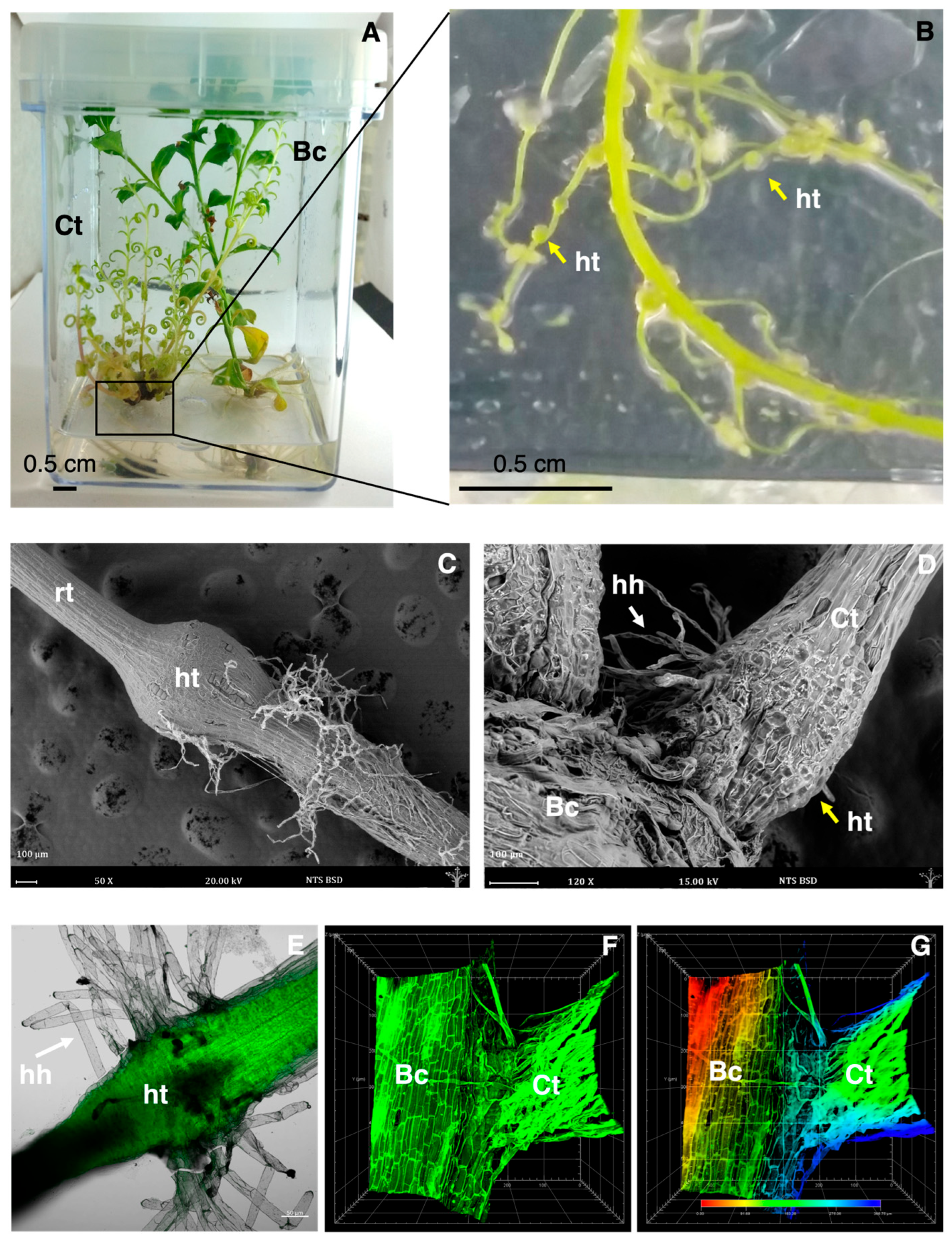 Biology 14 00990 g001