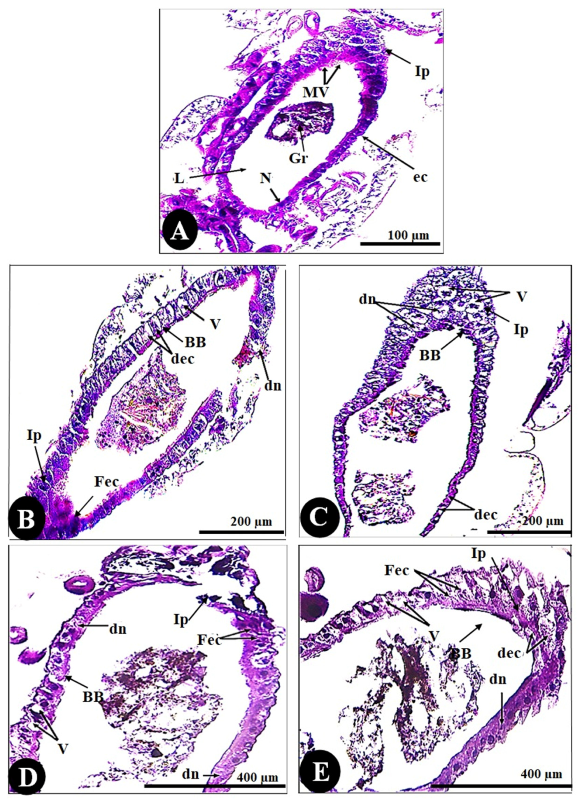 Biology 14 01004 g005 Biology 14 01004 g005