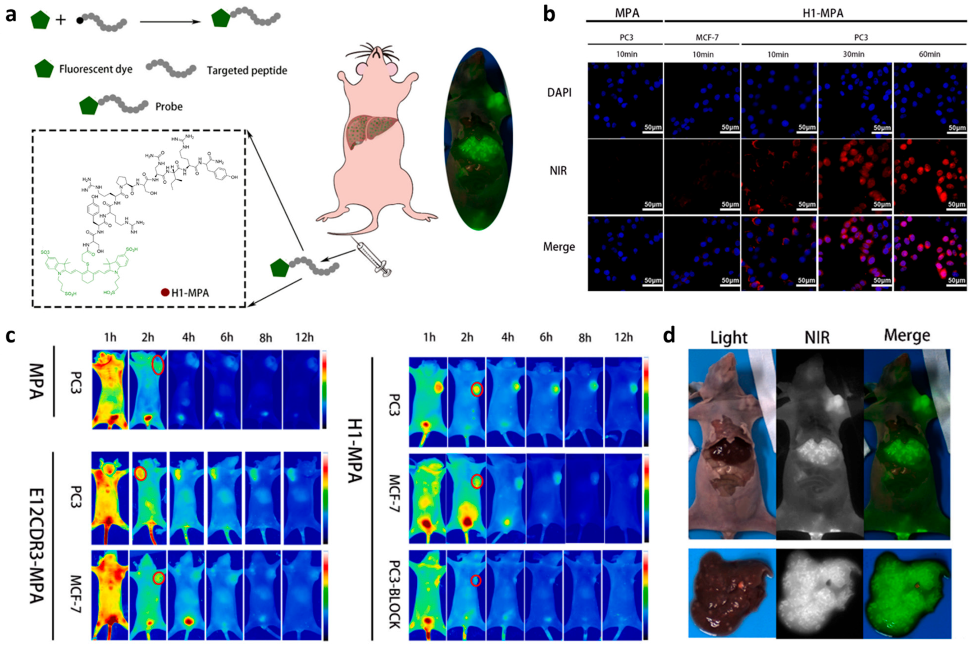 Biology 14 01011 g001
