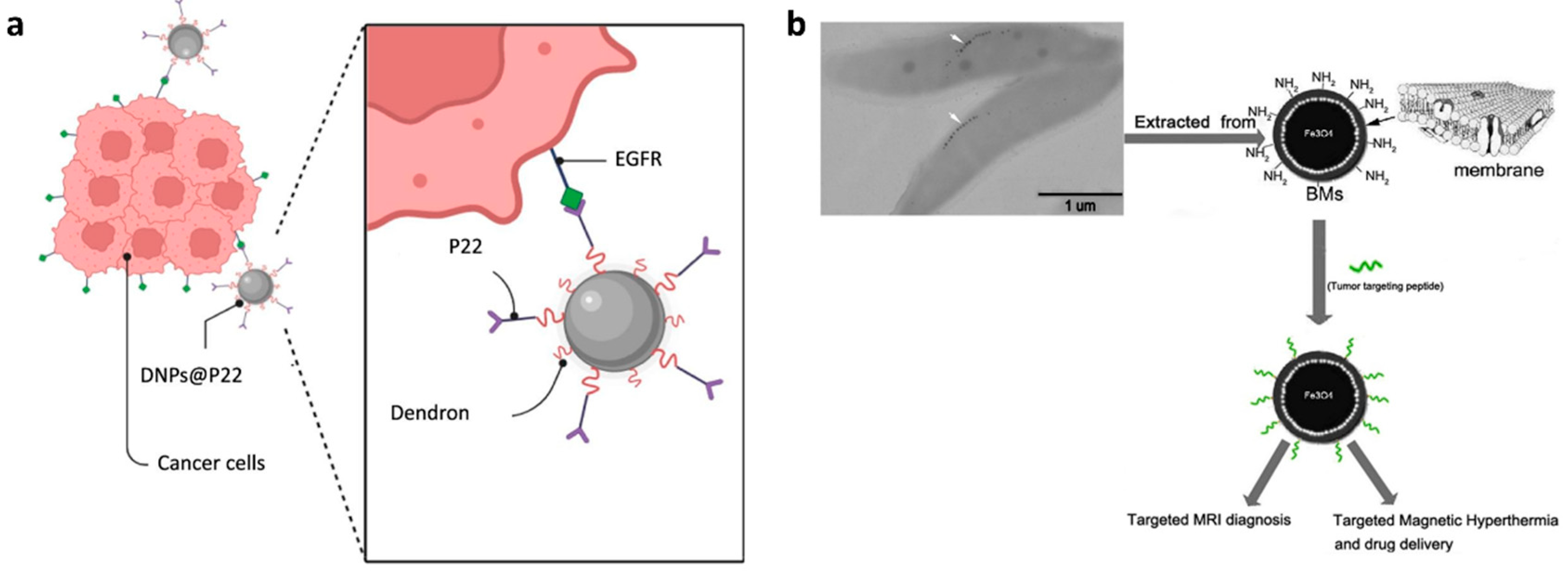 Biology 14 01011 g007