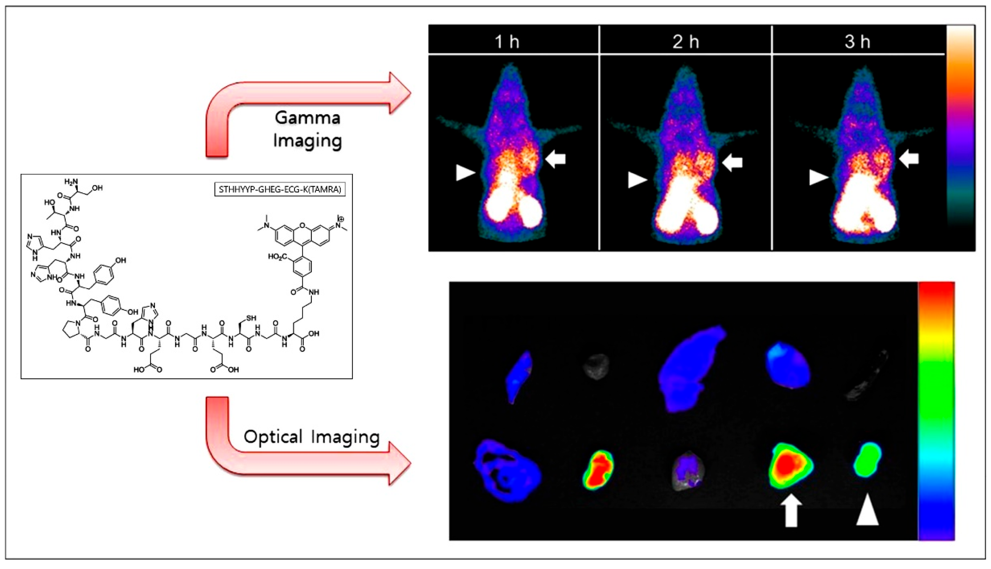 Biology 14 01011 g008