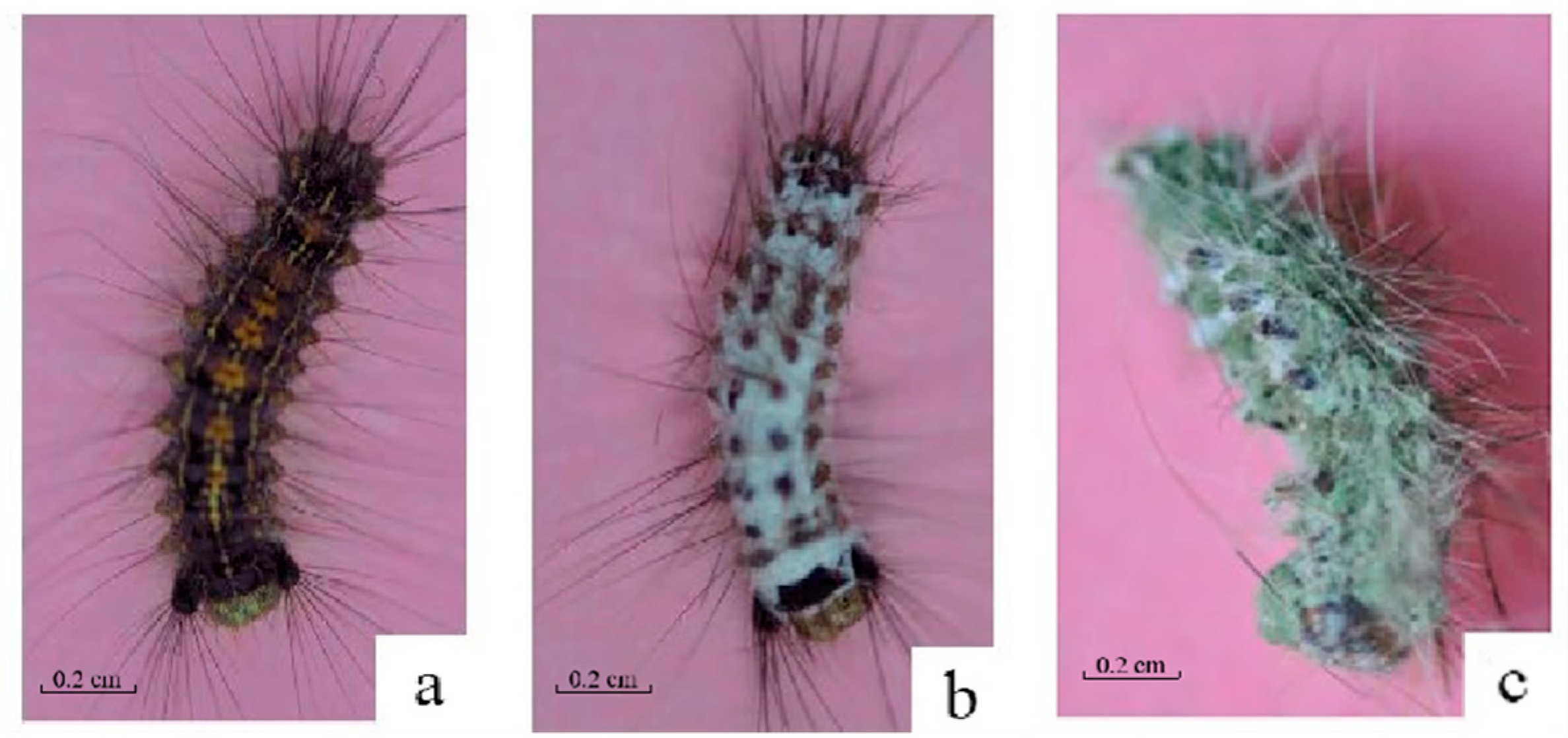 Biology 14 01029 g002
