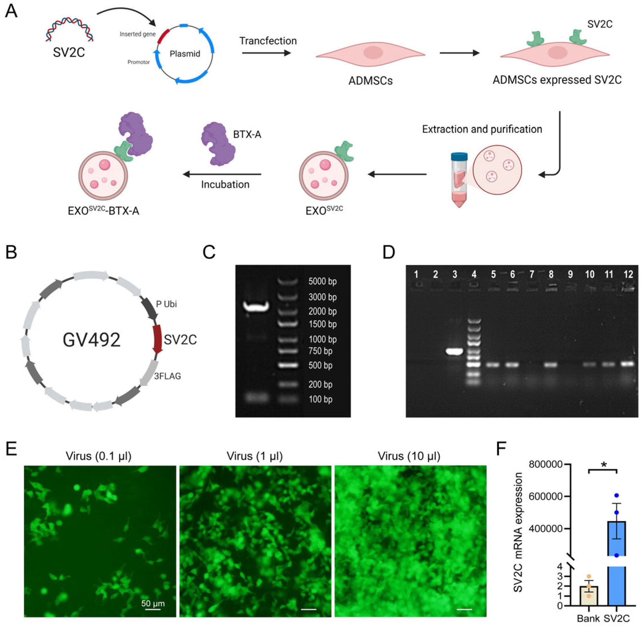 Biology 14 01040 g001 Biology 14 01040 g001