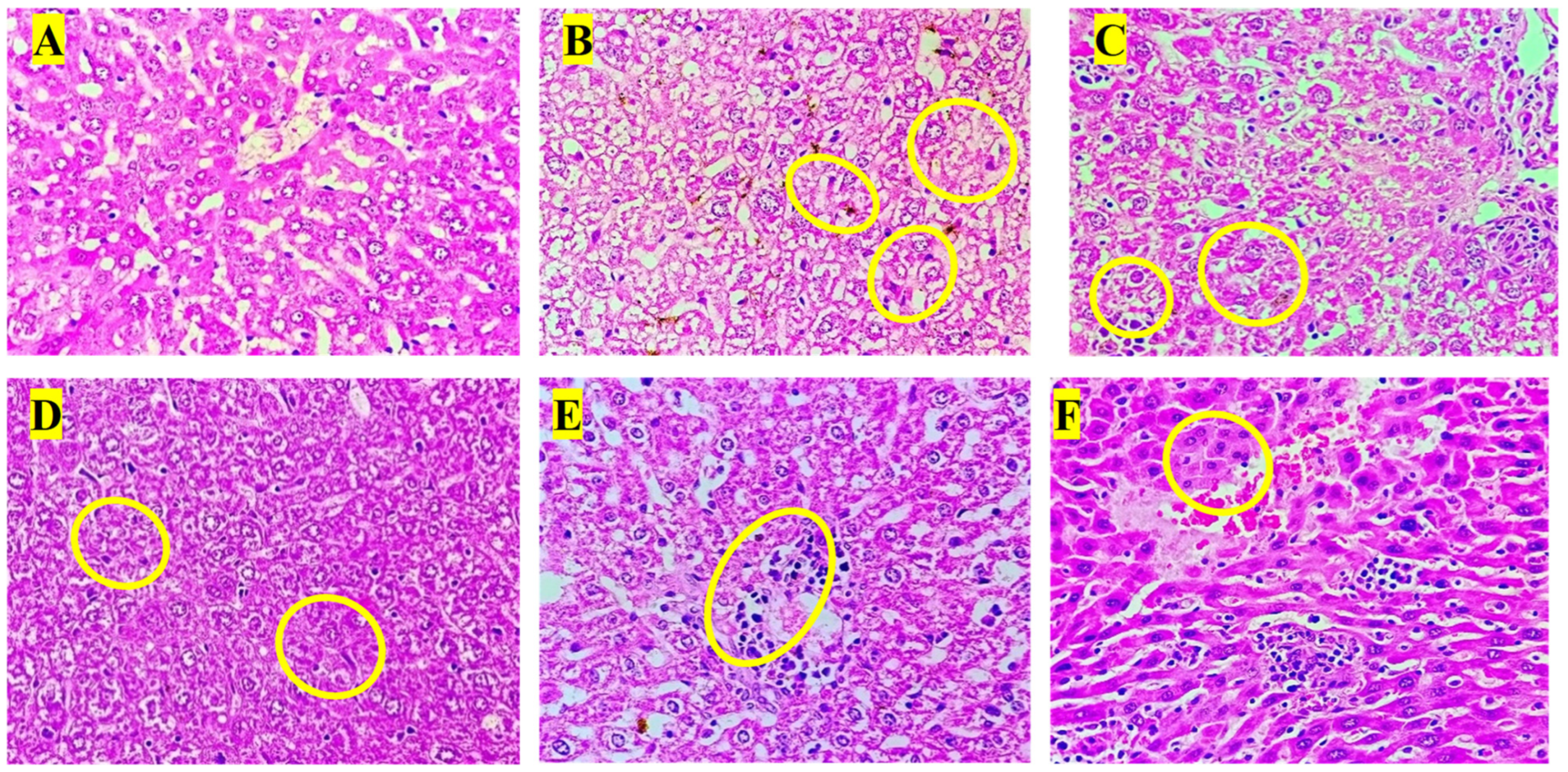 Biology 14 01052 g004