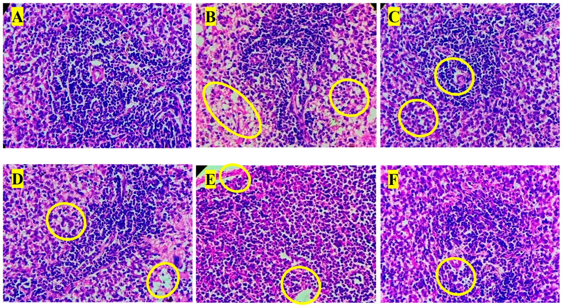 Biology 14 01052 g005