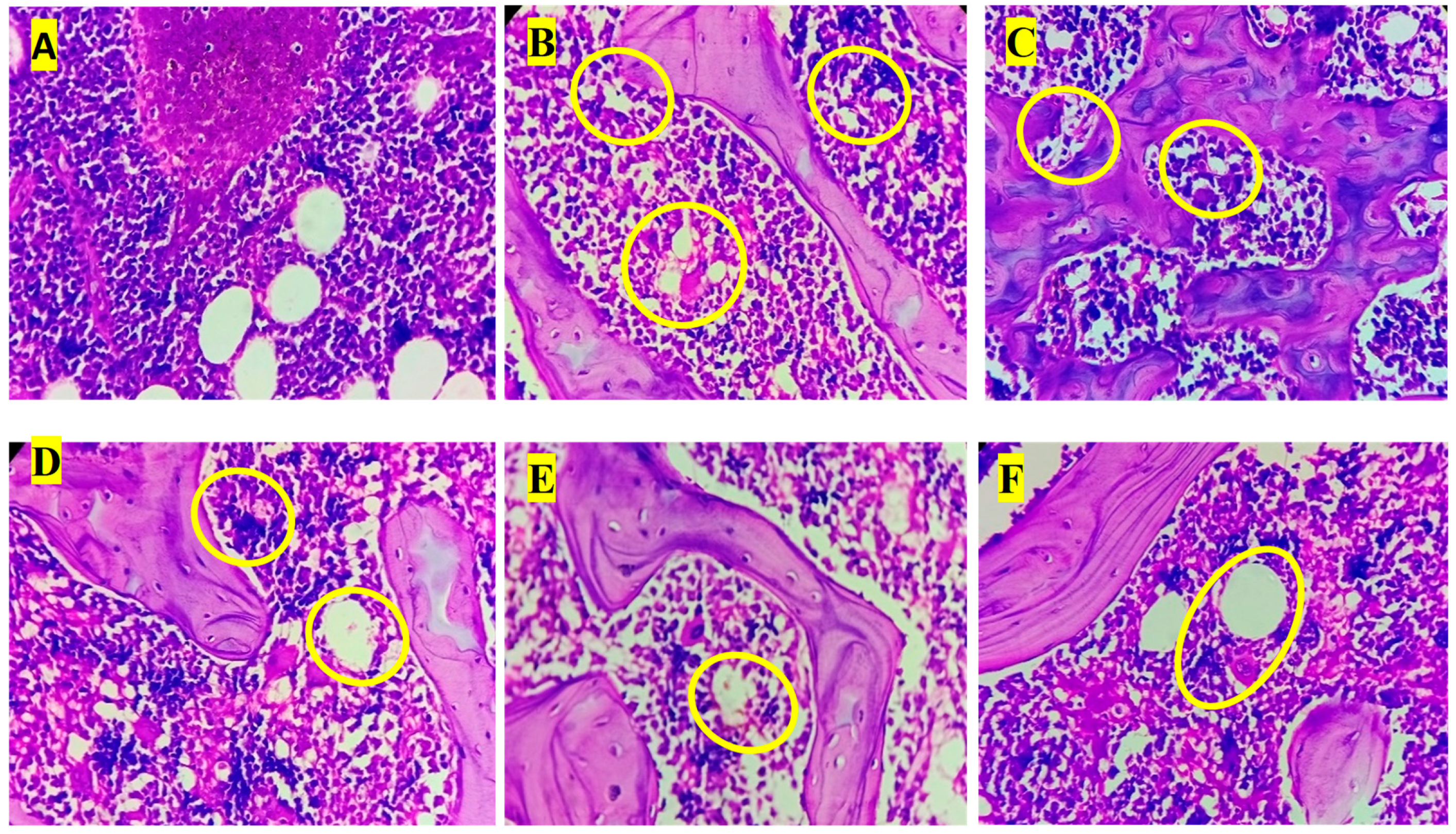 Biology 14 01052 g006