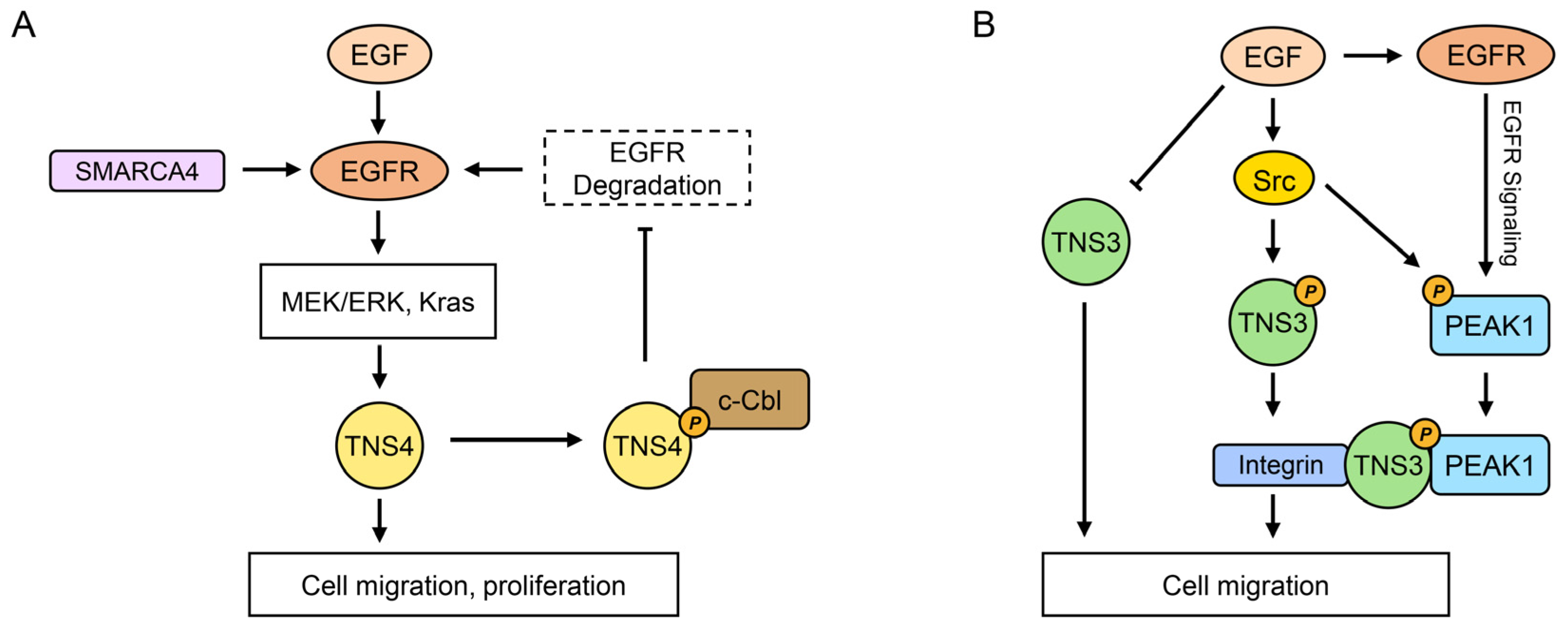 Biology 14 01053 g002 Biology 14 01053 g002