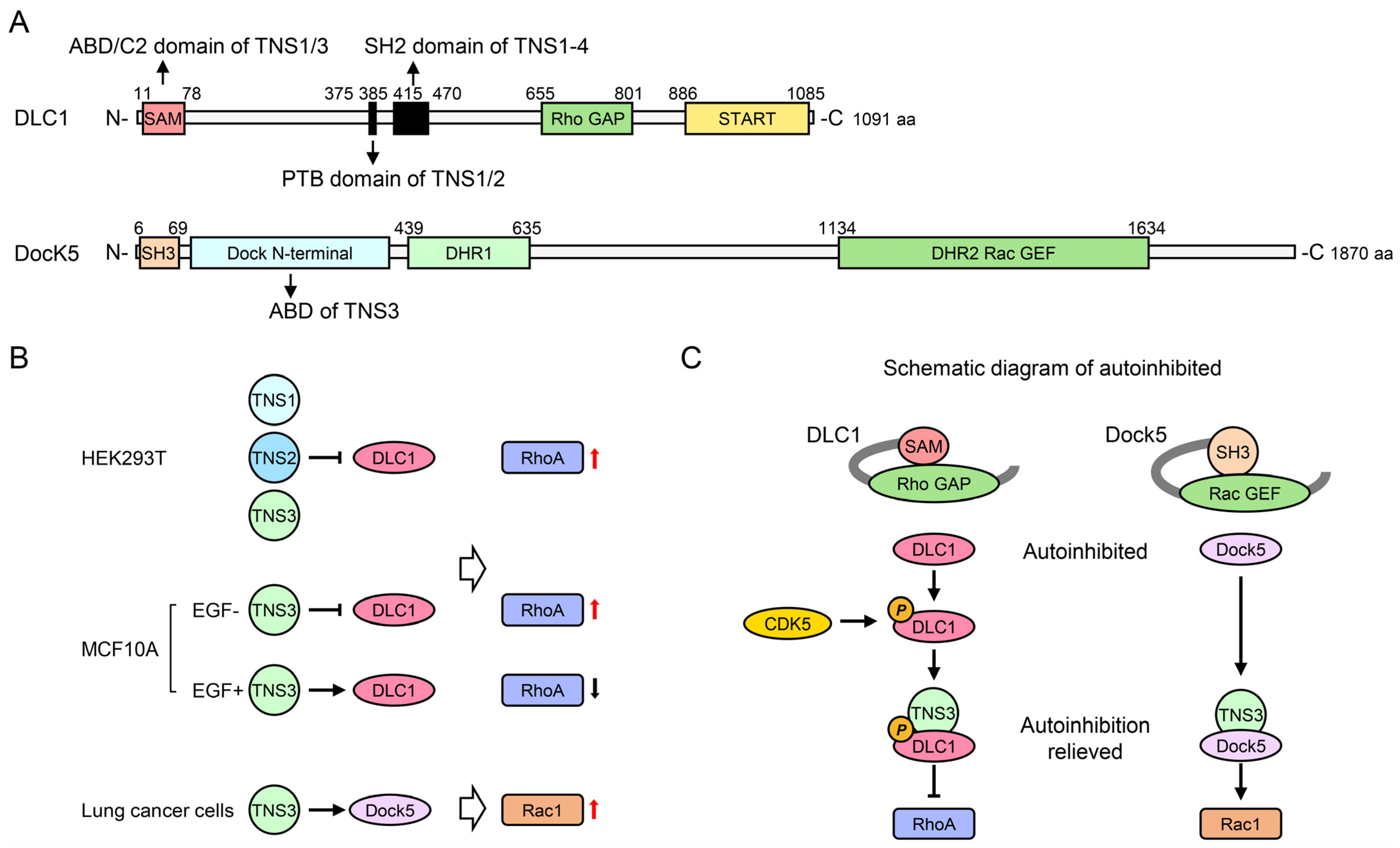 Biology 14 01053 g003 Biology 14 01053 g003