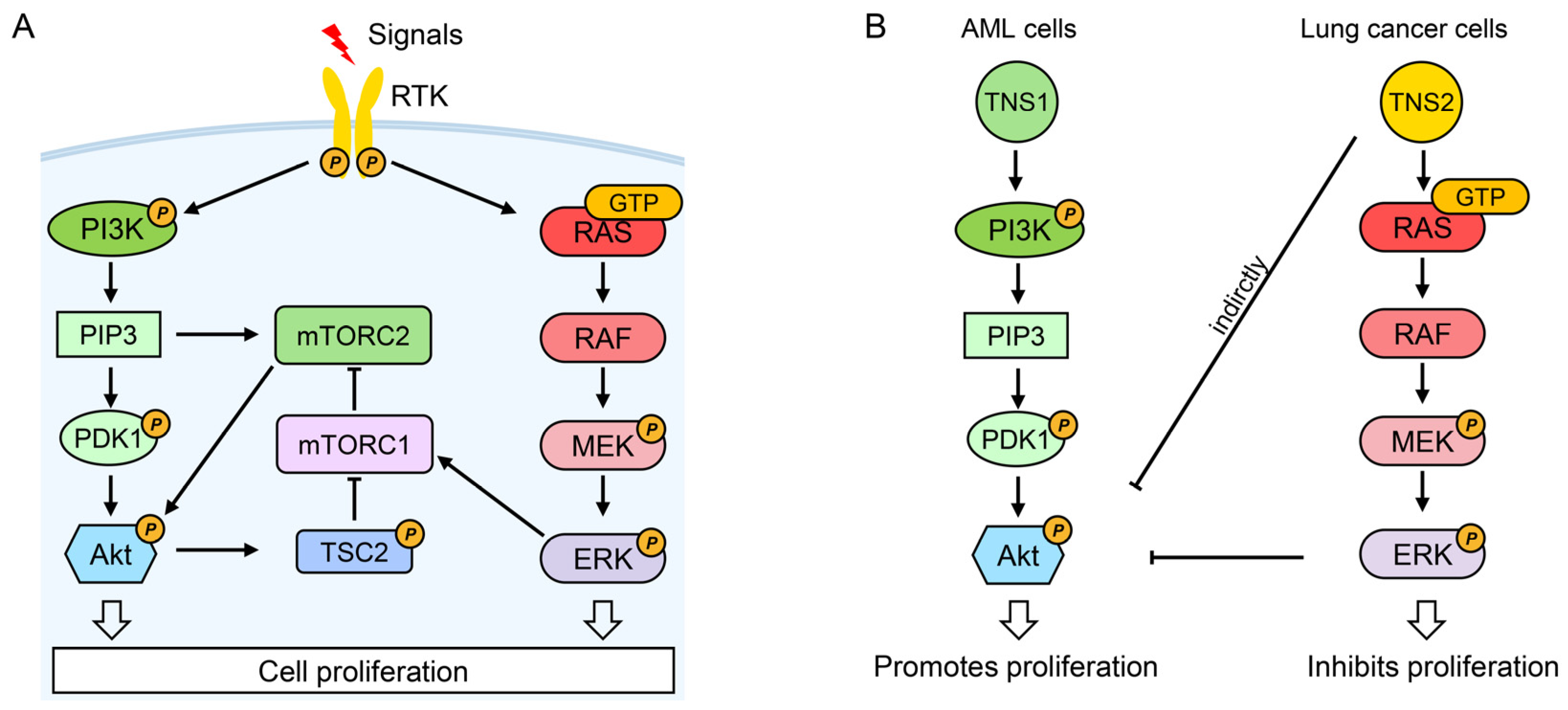 Biology 14 01053 g004 Biology 14 01053 g004