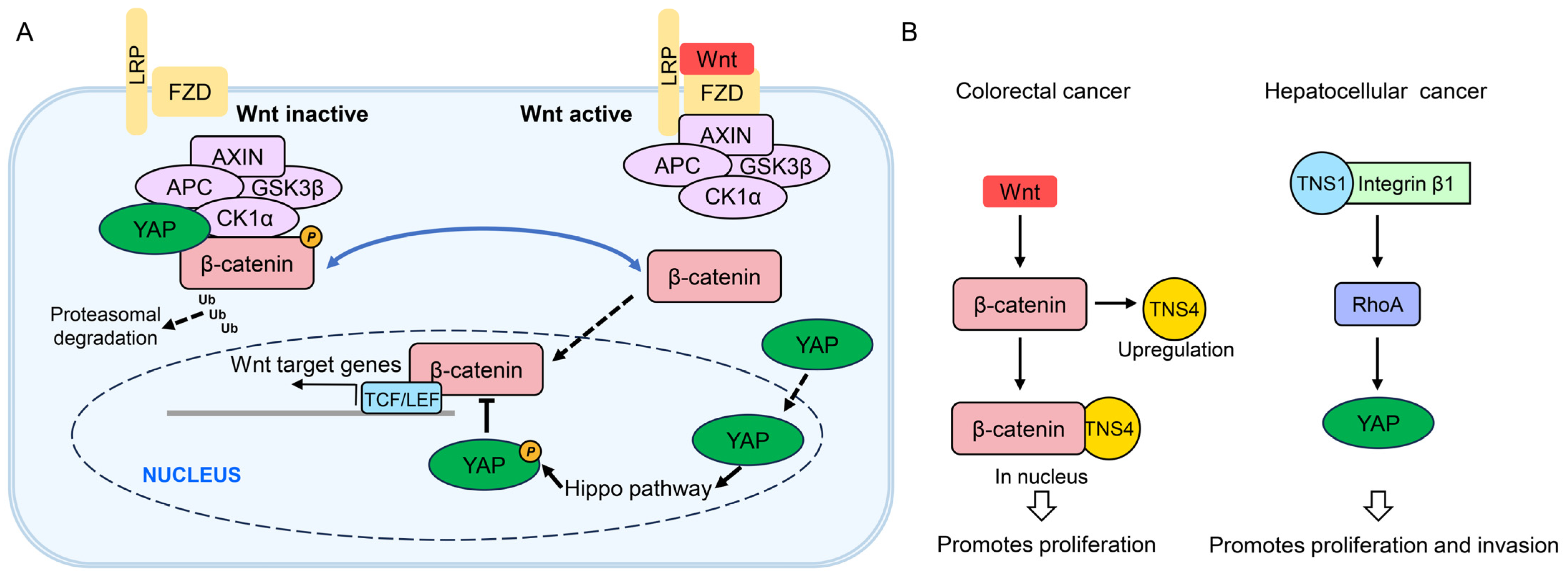 Biology 14 01053 g005 Biology 14 01053 g005