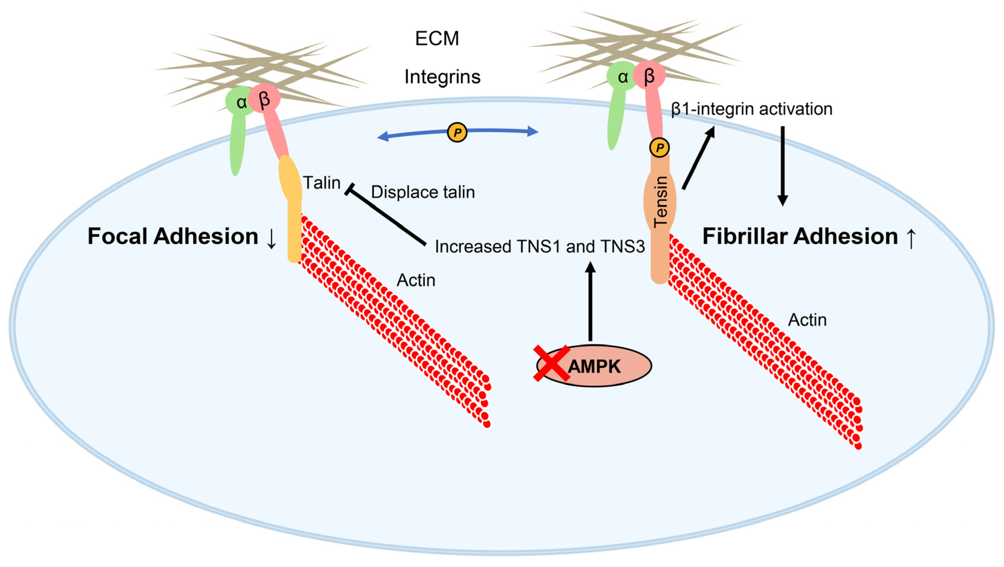 Biology 14 01053 g006 Biology 14 01053 g006