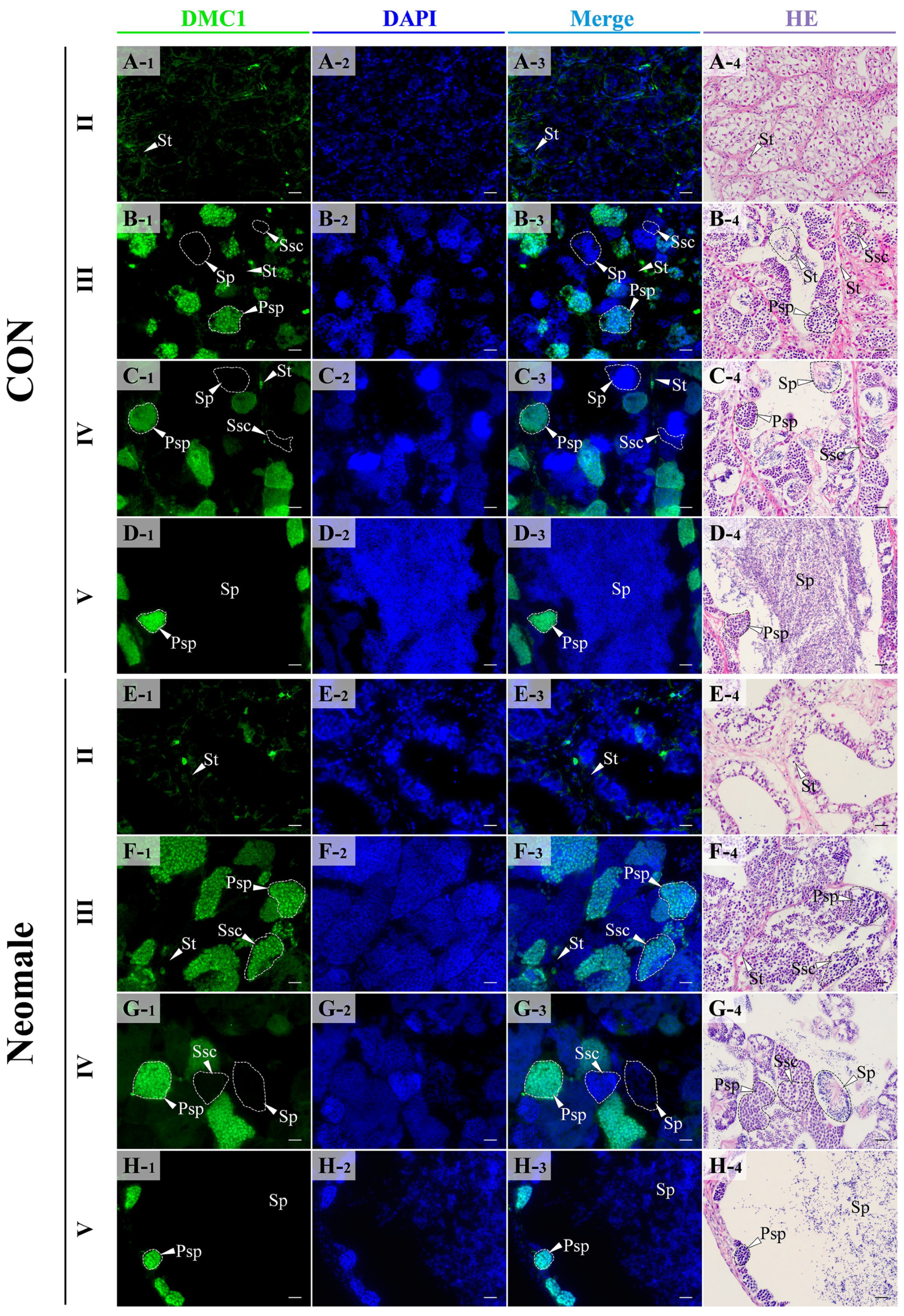 Biology 14 01054 g007 Biology 14 01054 g007