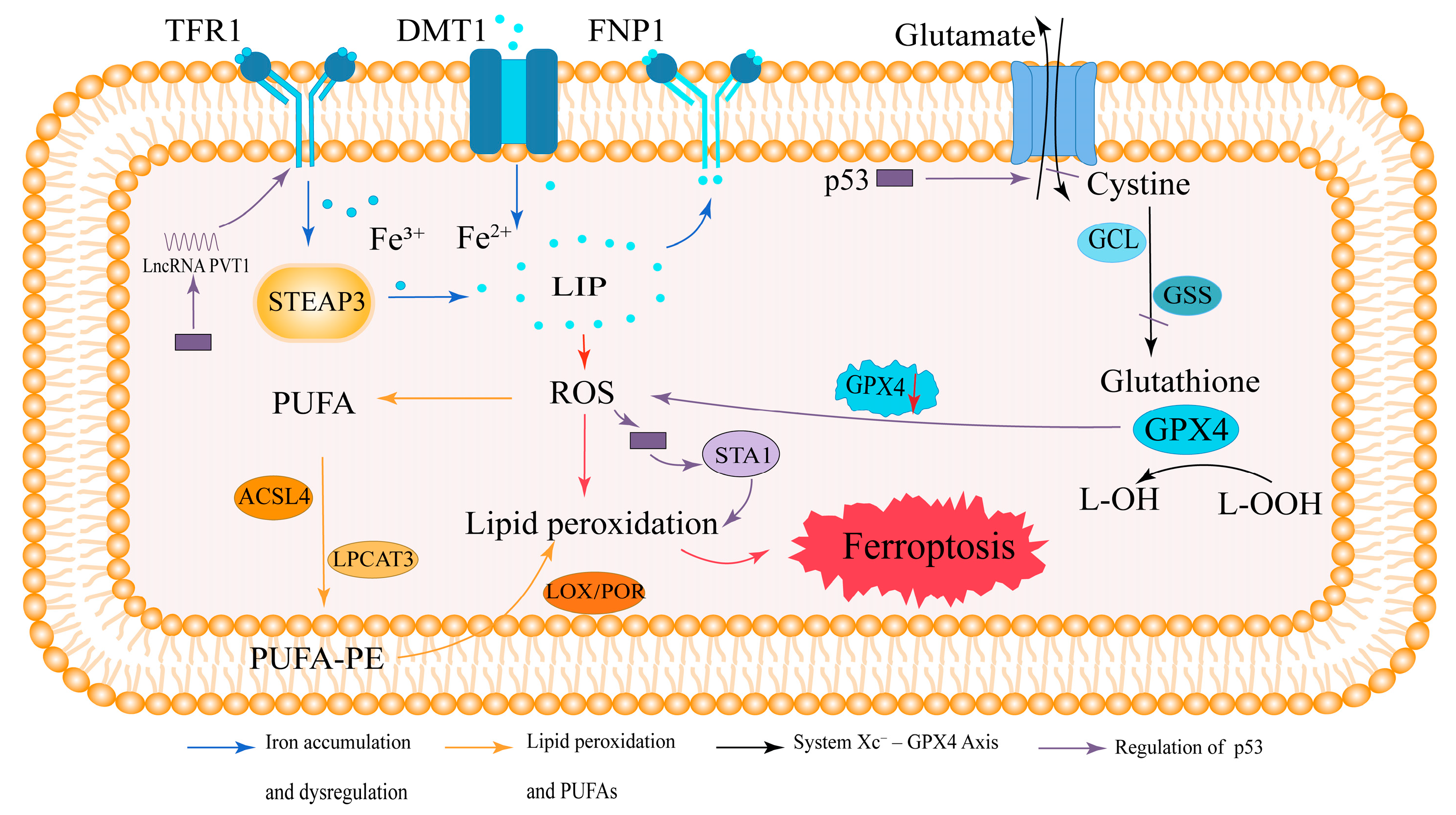 Biology 14 01062 g001