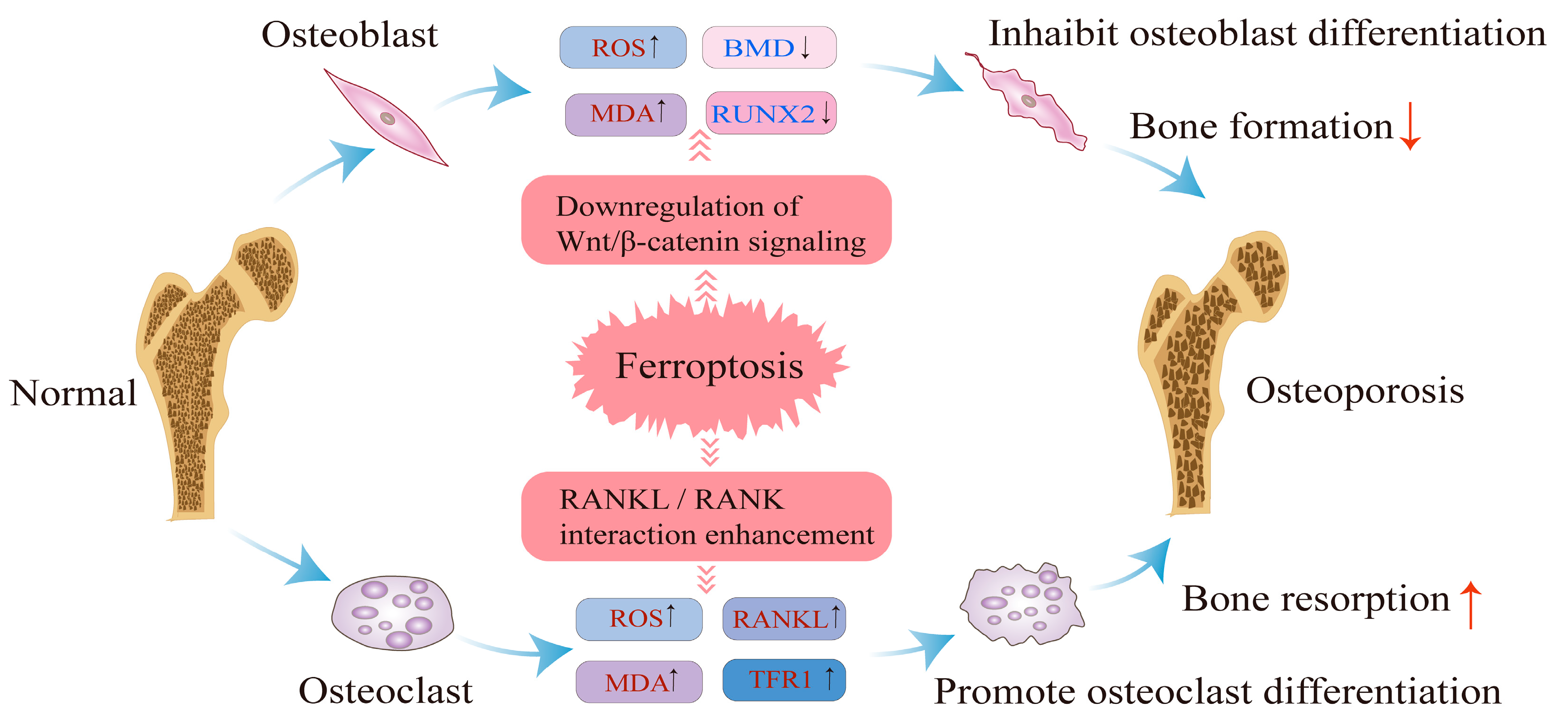 Biology 14 01062 g002