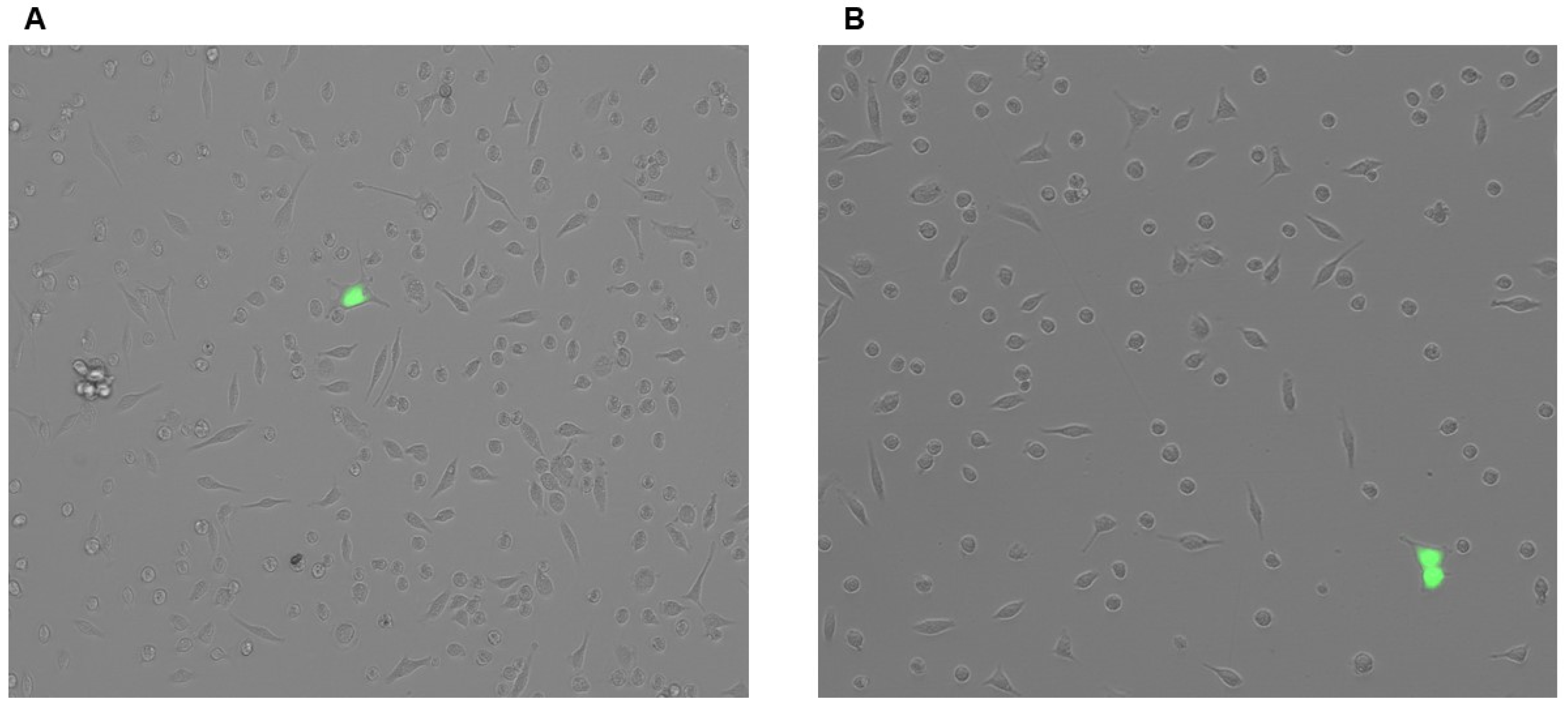 Biology 14 01073 g003 Biology 14 01073 g003