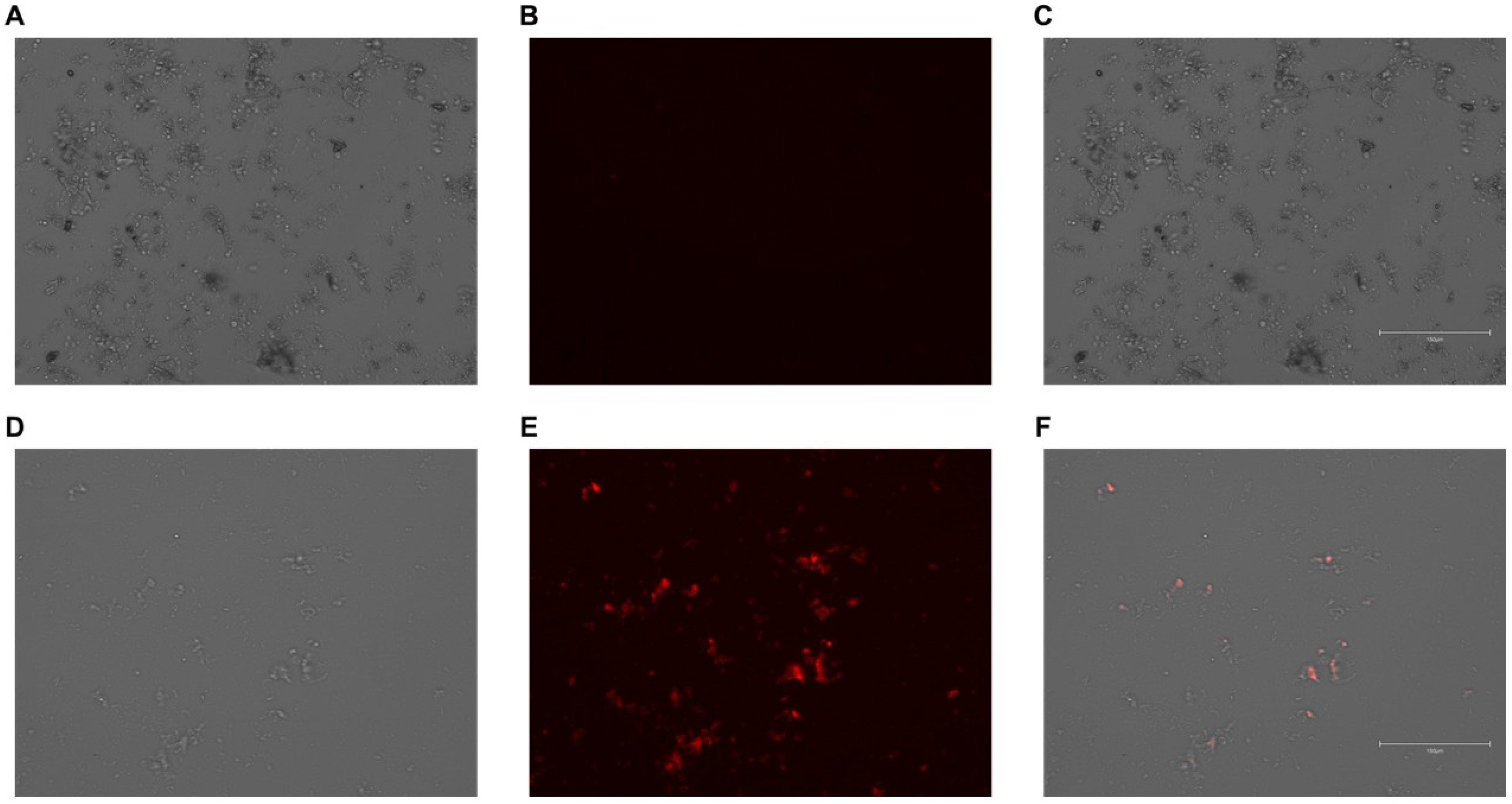 Biology 14 01073 g004 Biology 14 01073 g004