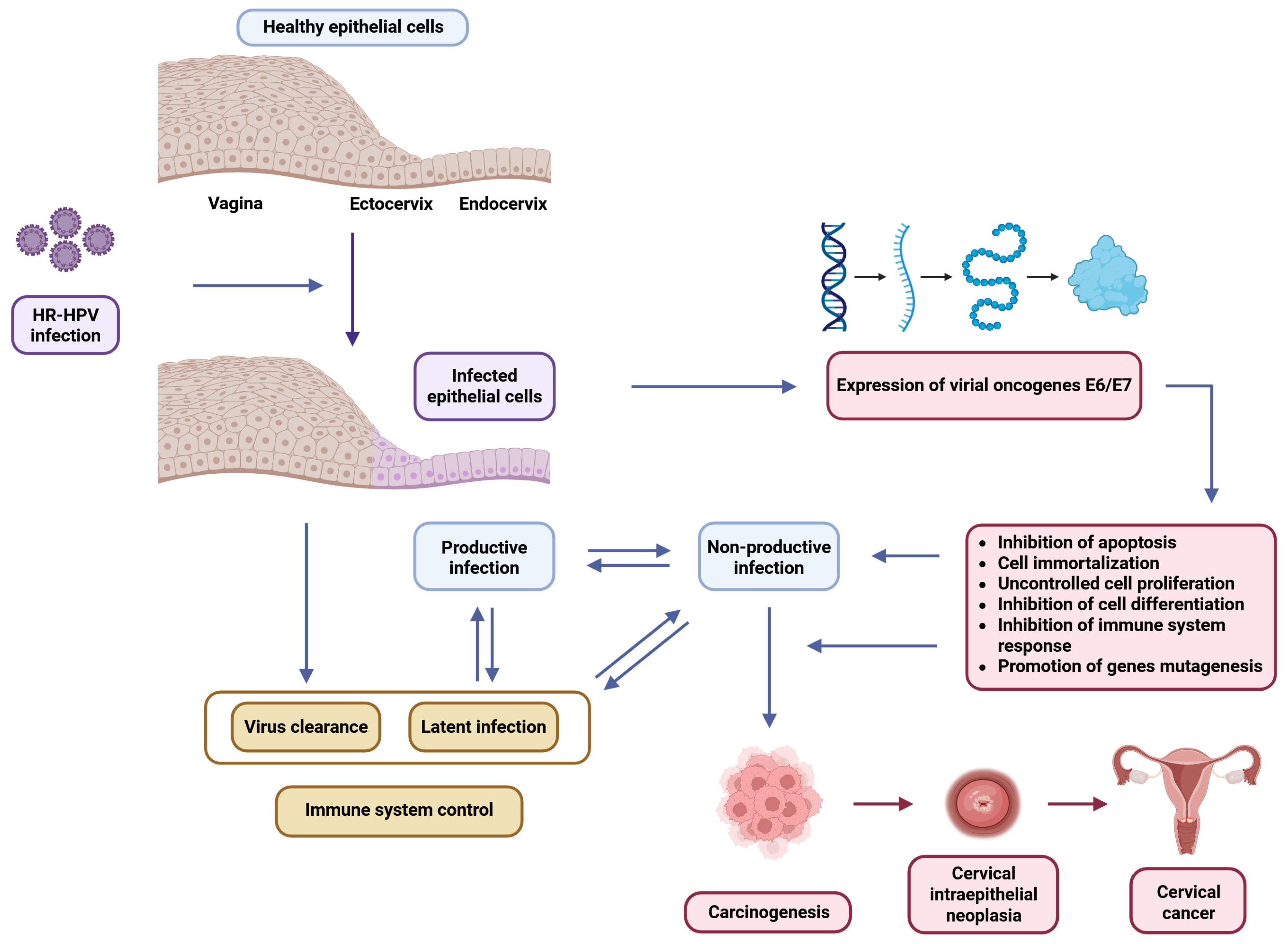 Biology 14 01081 g001 Biology 14 01081 g001