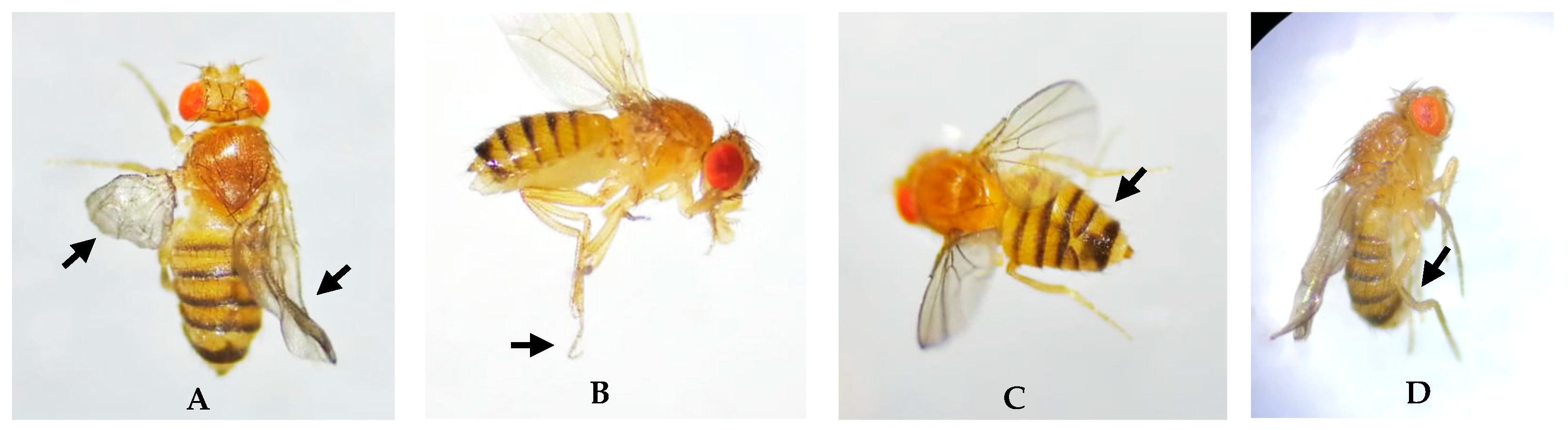 Biology 14 01122 g002
