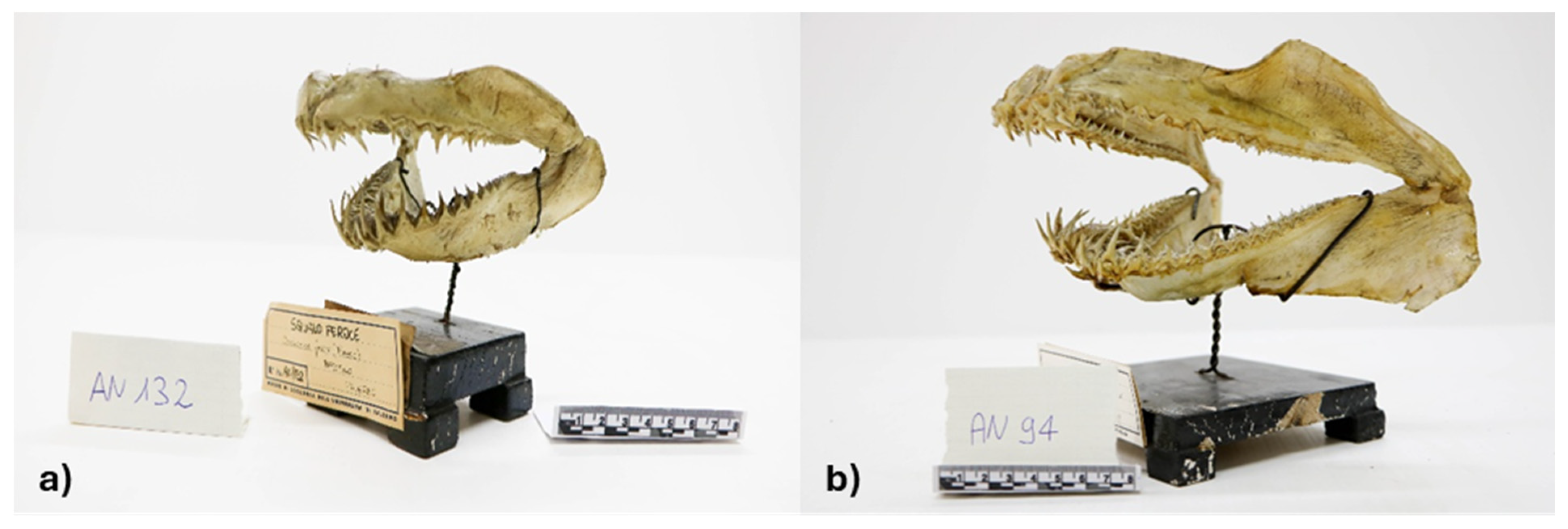 Biology 14 01129 g001 Biology 14 01129 g001