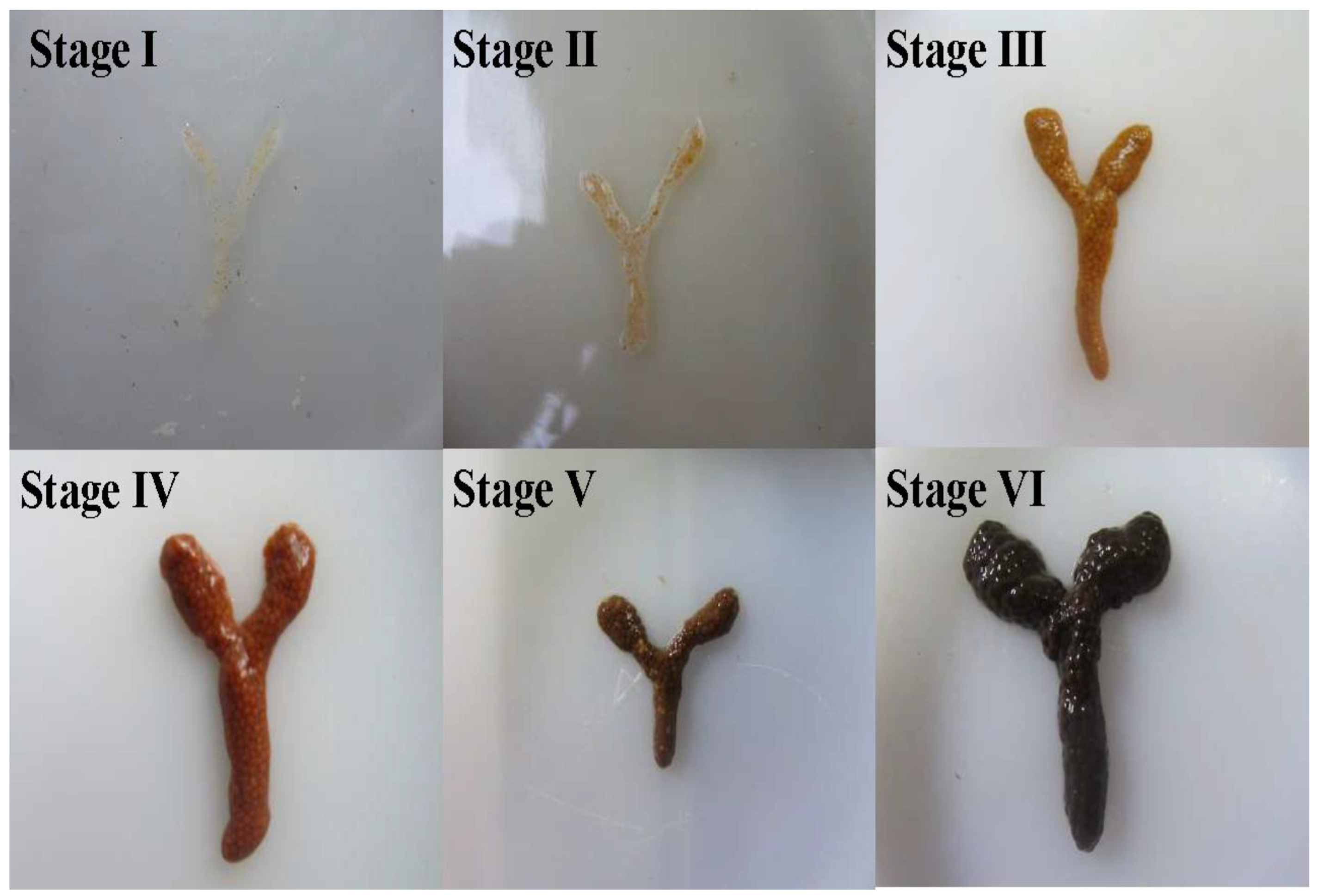 Biology 14 01138 g001 Biology 14 01138 g001