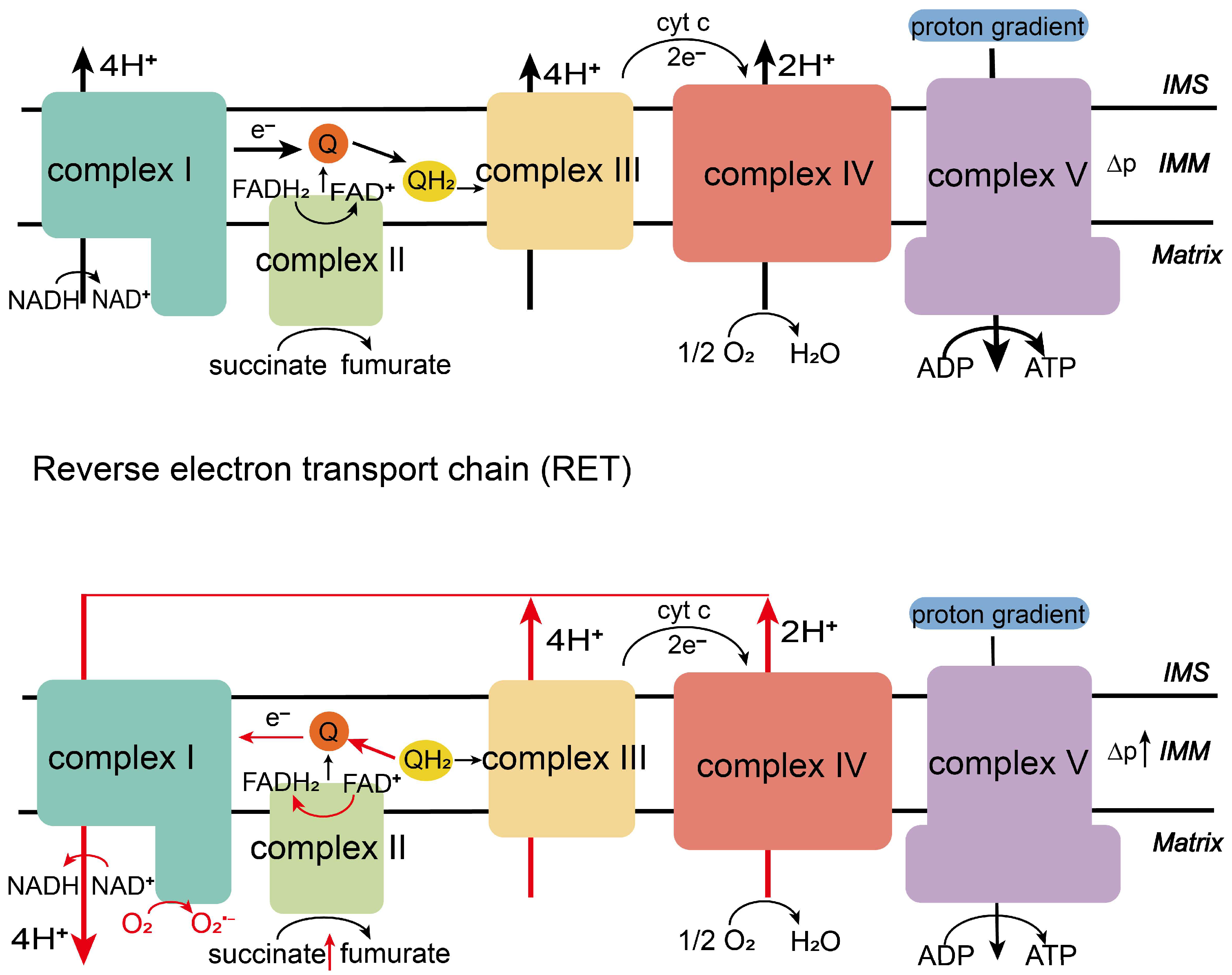 Biology 14 01140 g001 Biology 14 01140 g001
