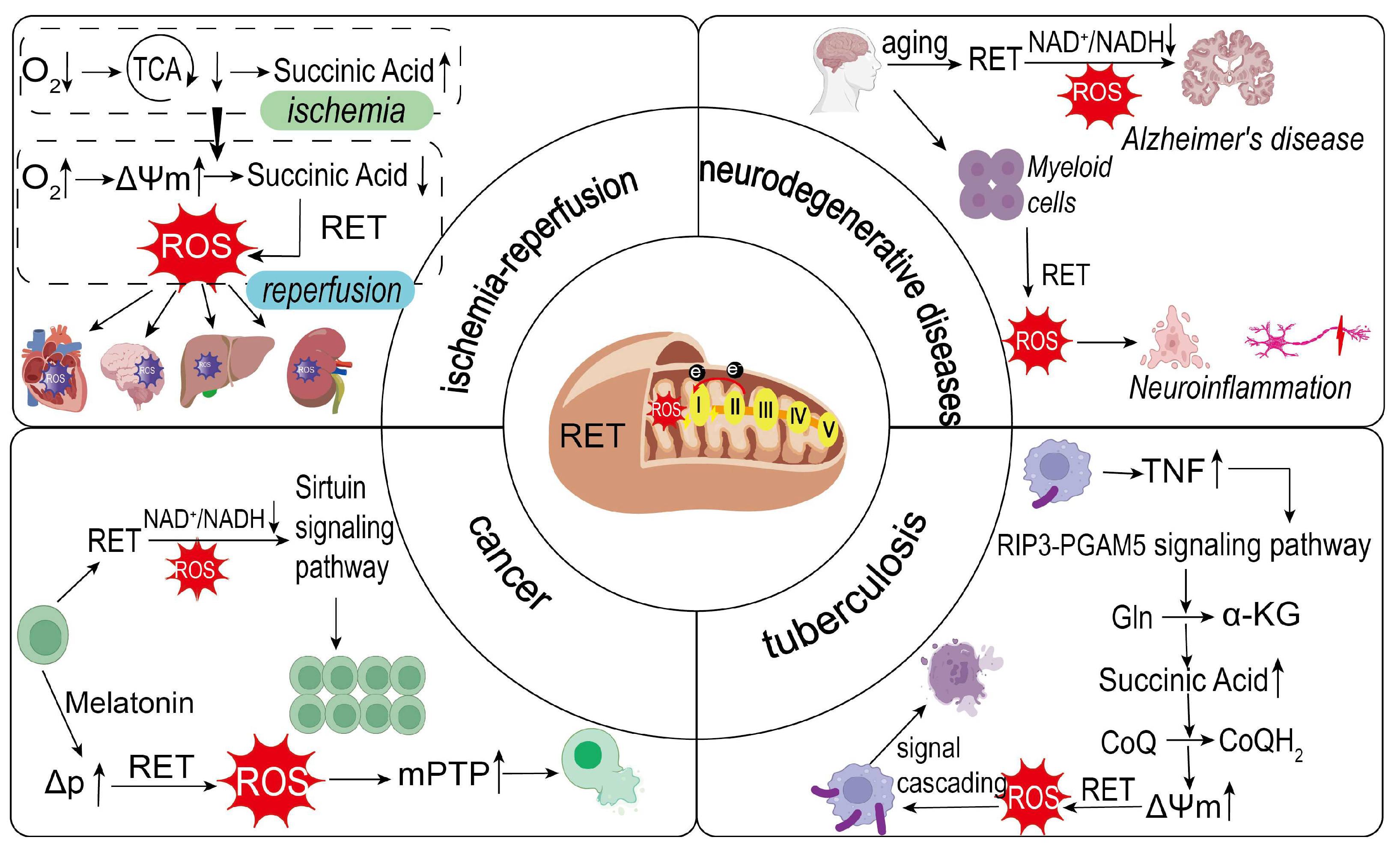 Biology 14 01140 g002 Biology 14 01140 g002